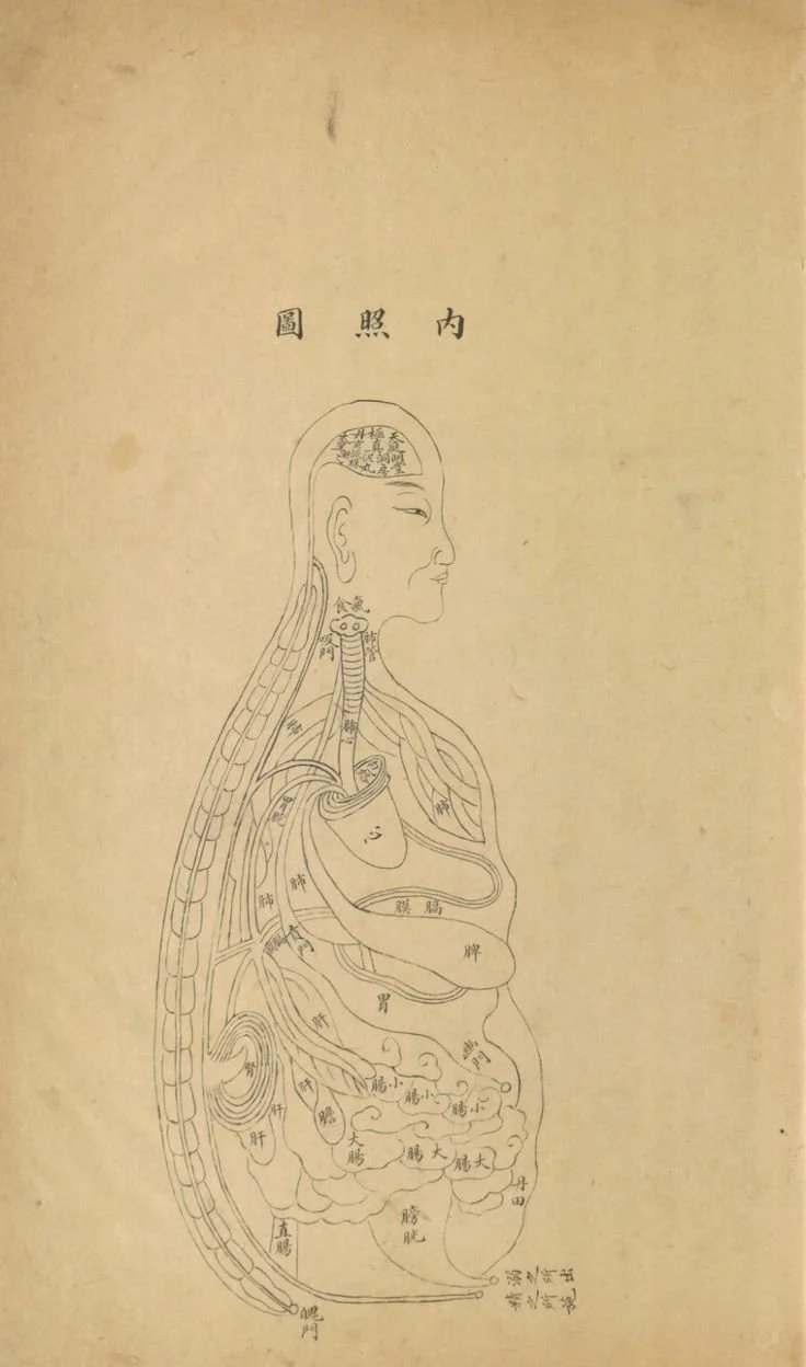 A vintage illustration of a human body with internal organs labeled in Chinese characters, including the head, neck, chest, and abdomen, drawn in a simple line art style.