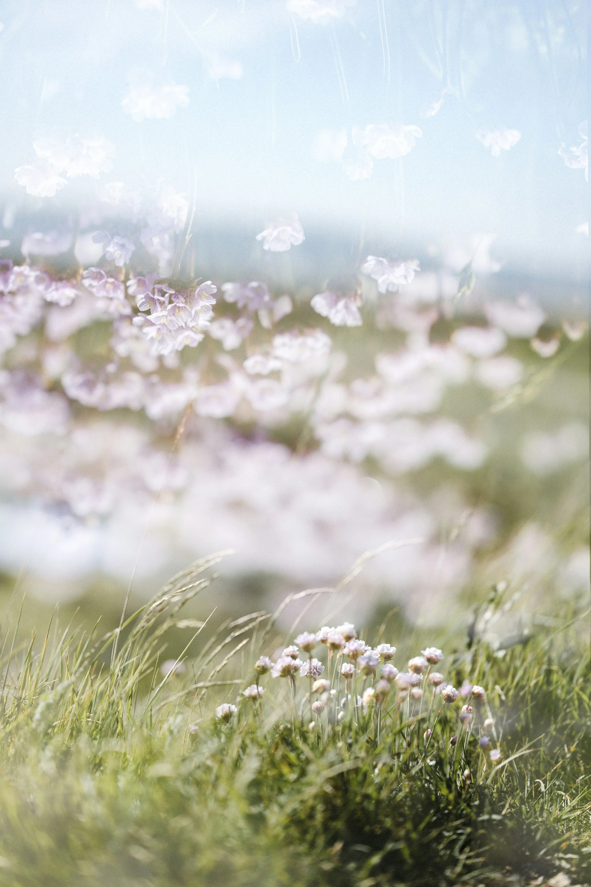 A field of small purple and white flowers, with tall grass and a soft-focus background, giving a dreamy, peaceful atmosphere.