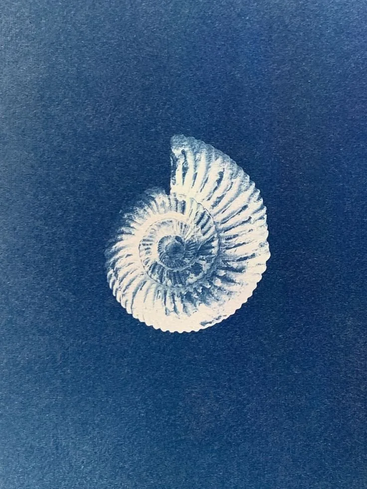 Close-up of a fossilized ammonite shell on a dark blue background.