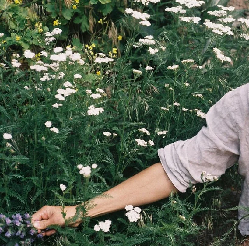 A person picking white wildflowers in a lush green area with various other plants and yellow flowers.