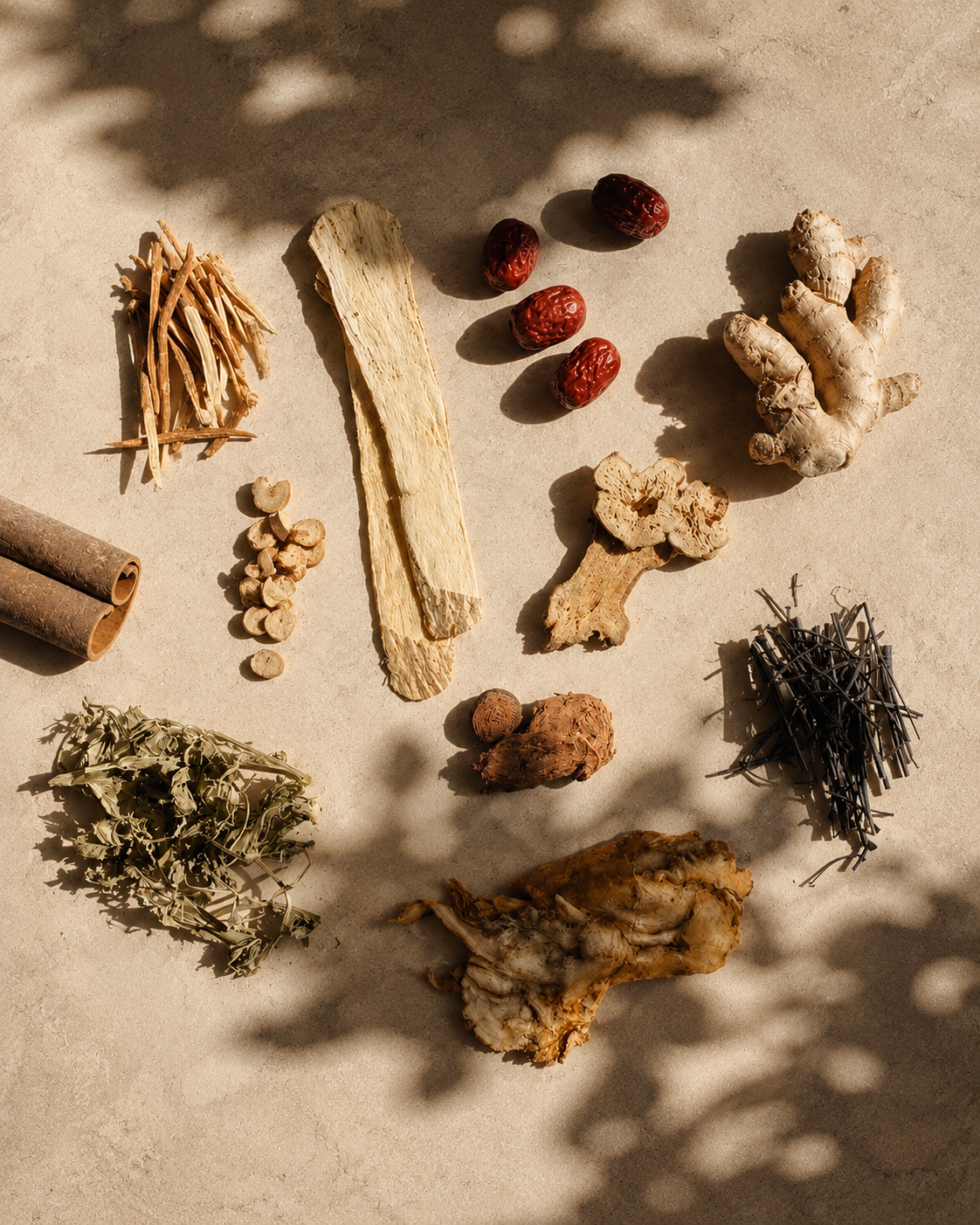 Various dried herbs, roots, and spices arranged on a beige surface with shadows cast over them.