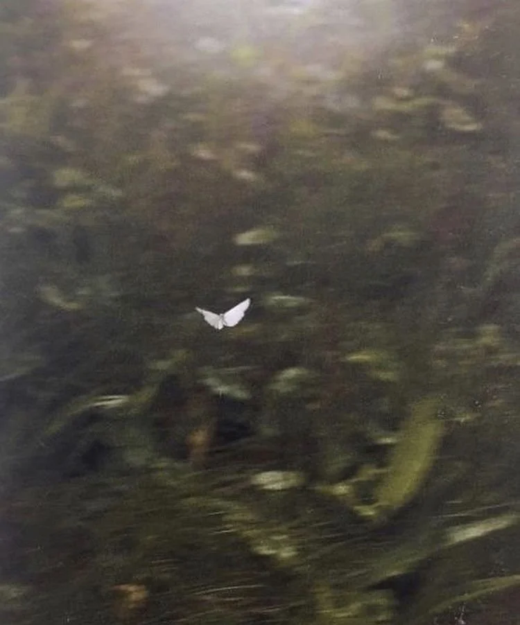 A small white butterfly flying over dark green water with submerged plants.