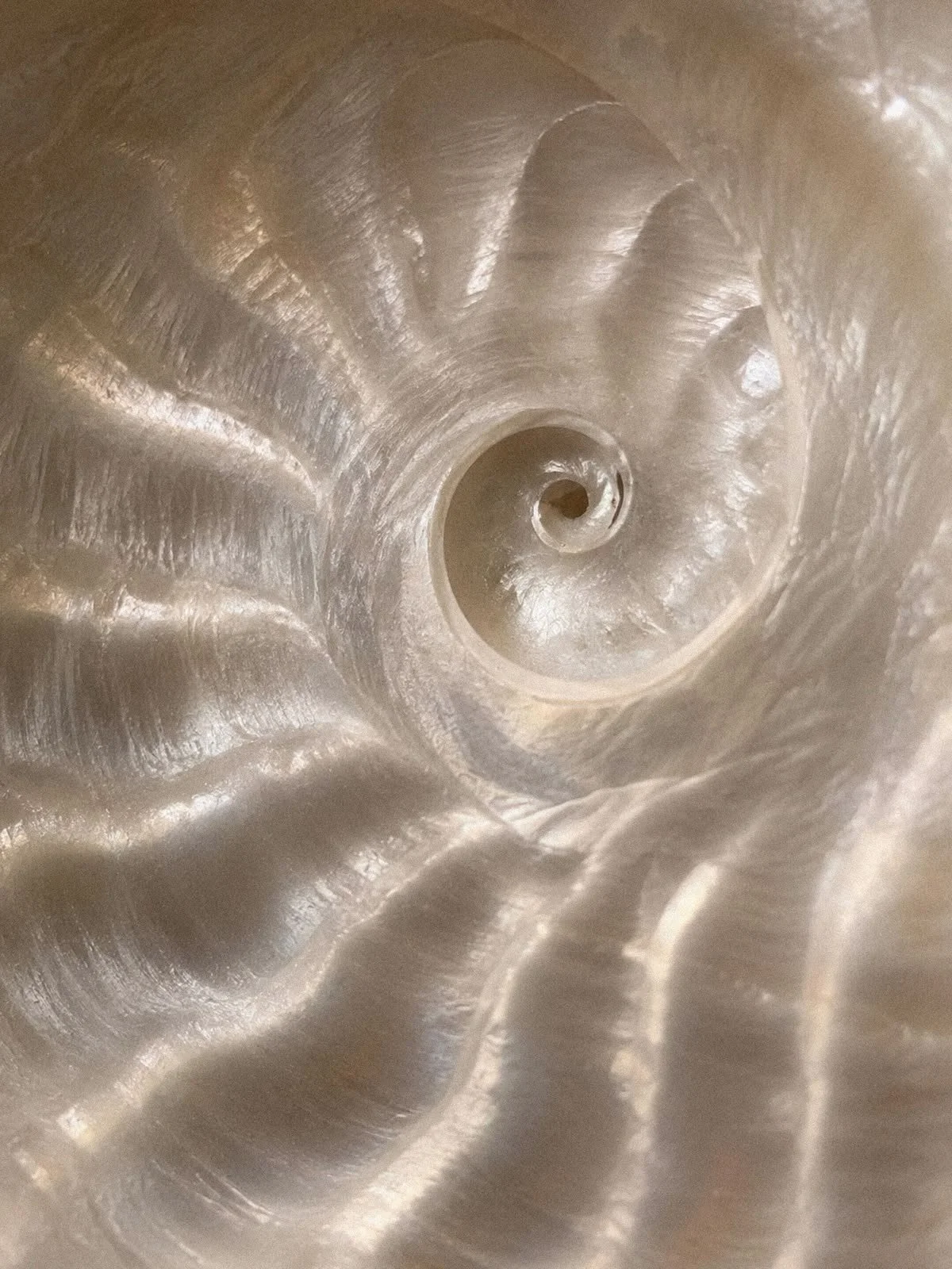 Close-up of a spiral seashell, showing its smooth, shiny, and curved interior surface with a loop at the center.