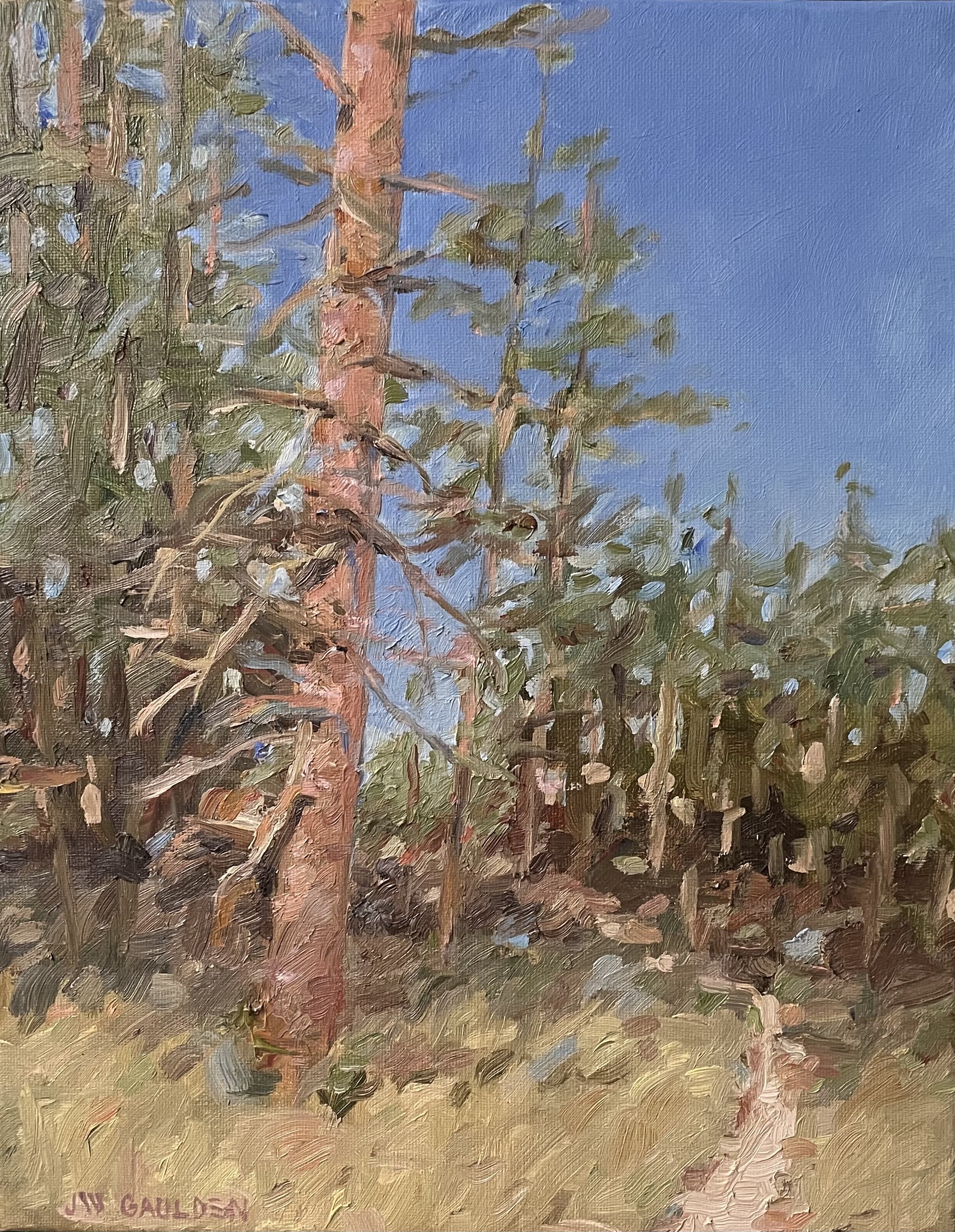 A painting of tall pine trees with a clear blue sky in the background, featuring textured brushstrokes and an impressionistic style.