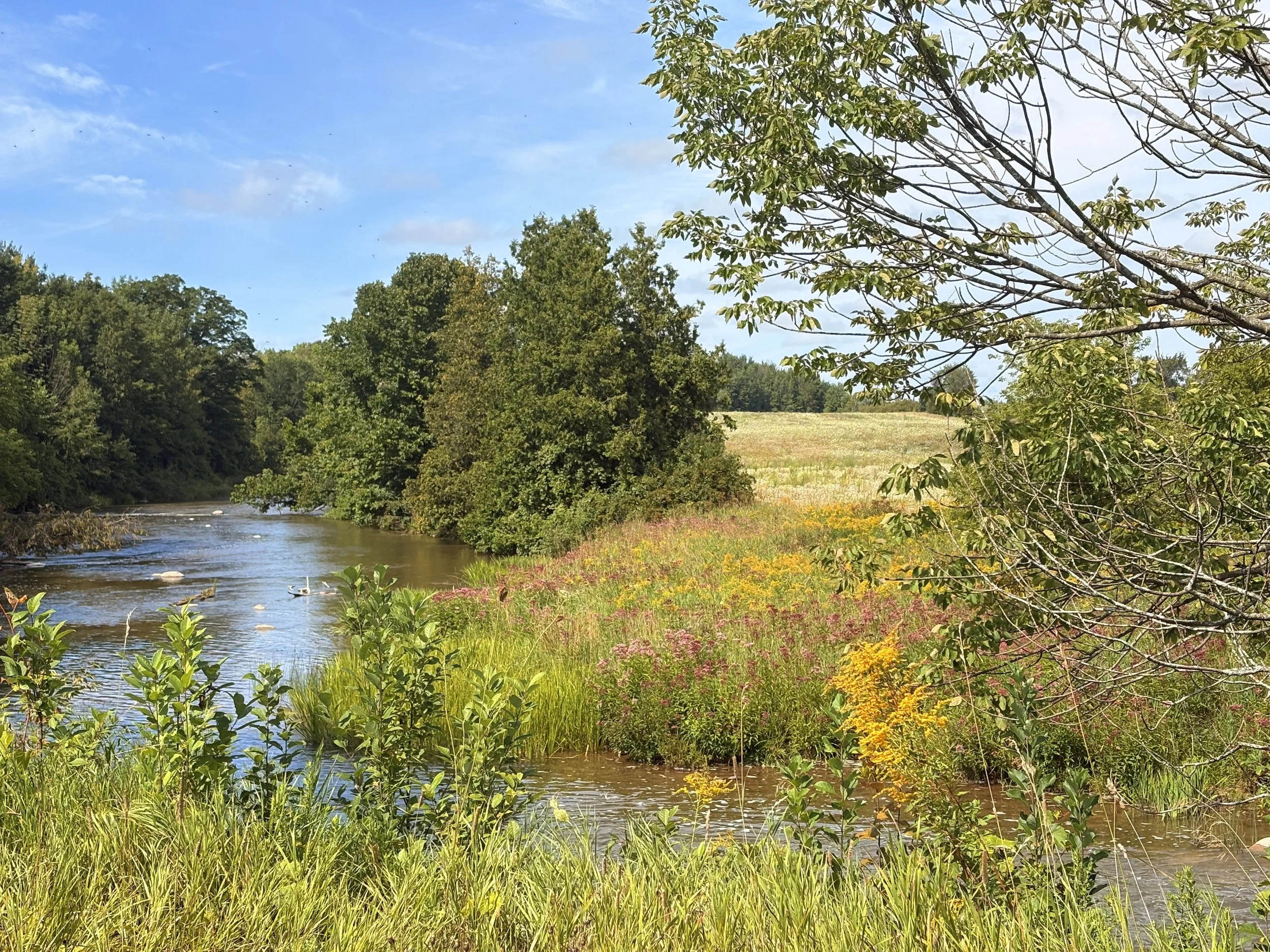 A peaceful river scene with clear water flowing past lush green trees and yellow wildflowers on the riverbank under a bright blue sky with scattered clouds.
