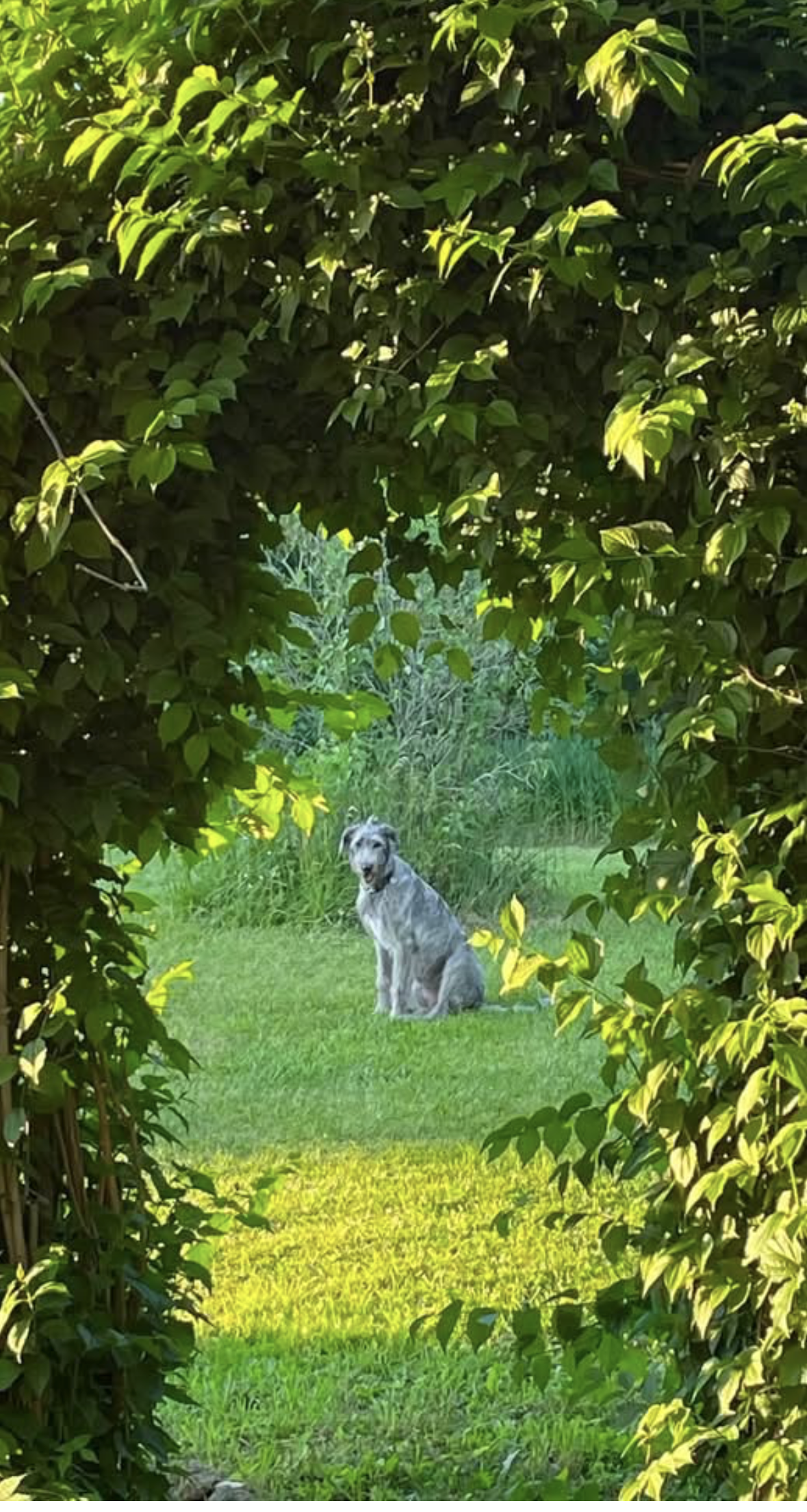 A dog sitting on a grassy lawn, framed by large leafy bushes forming an archway, with more greenery in the background.