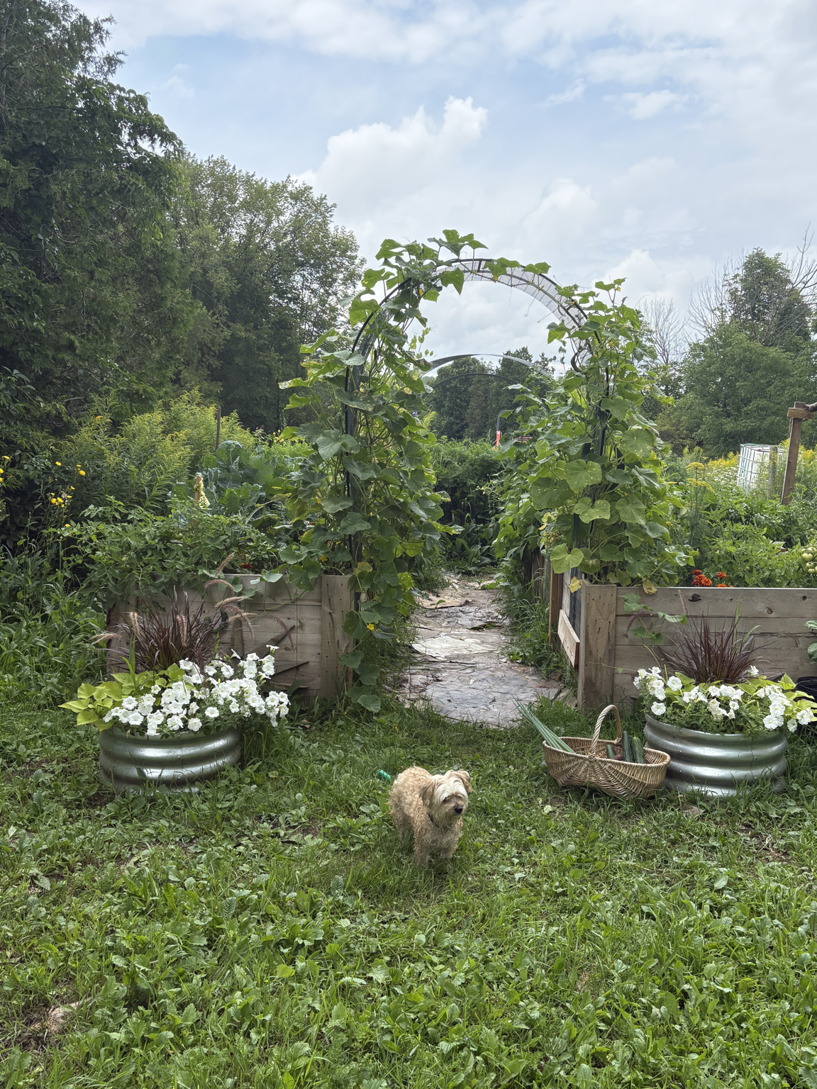 A garden path with lush green plants, flowering flowers in pots, and an arch covered with climbing plants. A small dog stands on the grass at the front of the garden.