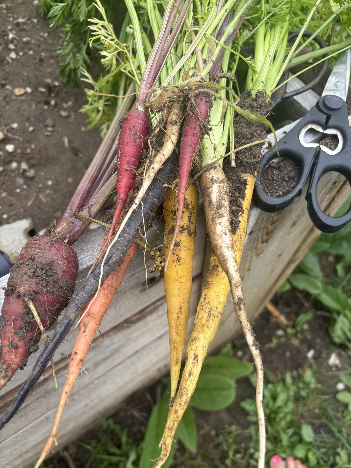 Colorful carrots pulled from the garden, resting on a wooden surface with garden shears nearby.