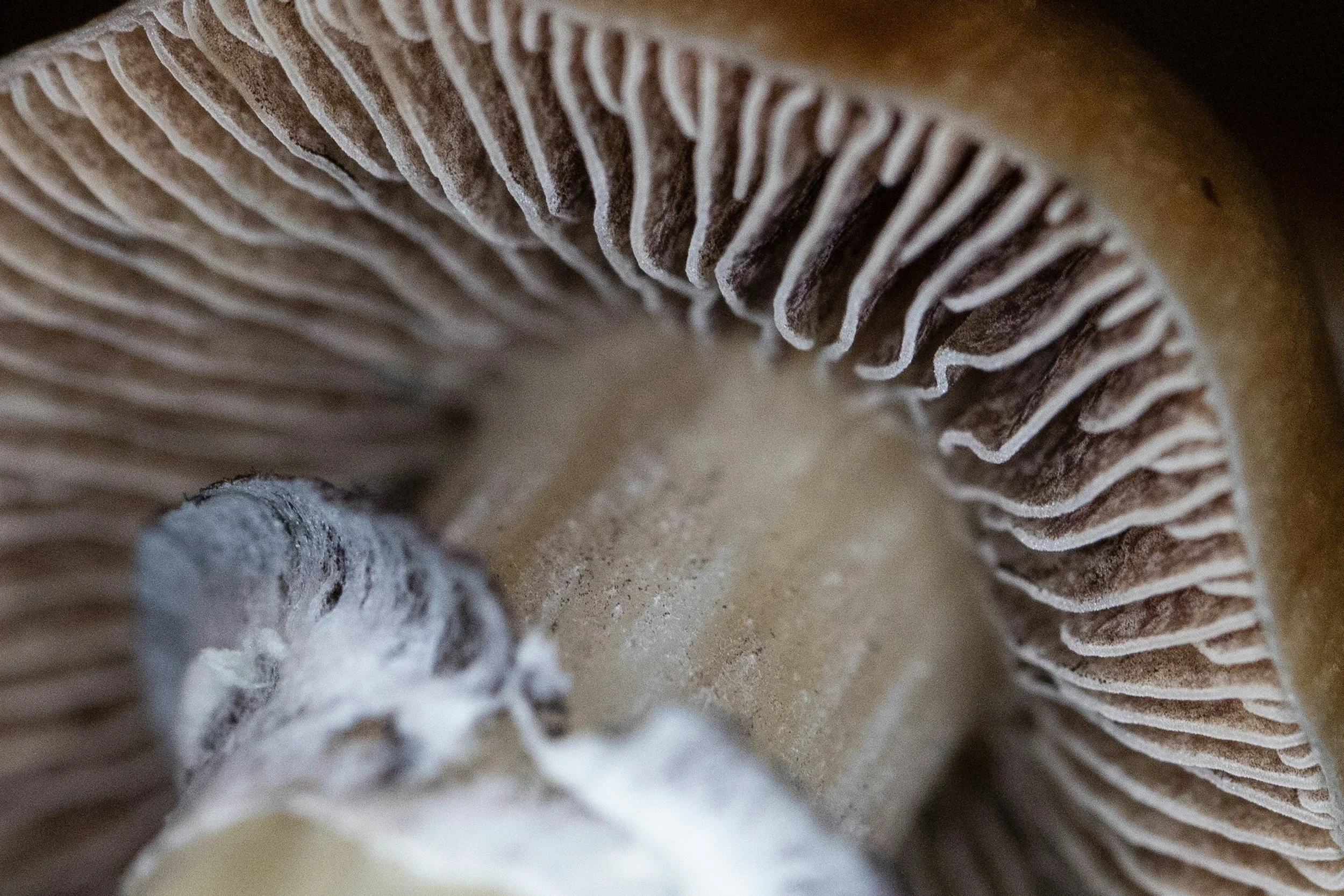 Macro close-up from underneath the cap of a brown mushroom highlighting the intricate radial gill structure along the stipe.