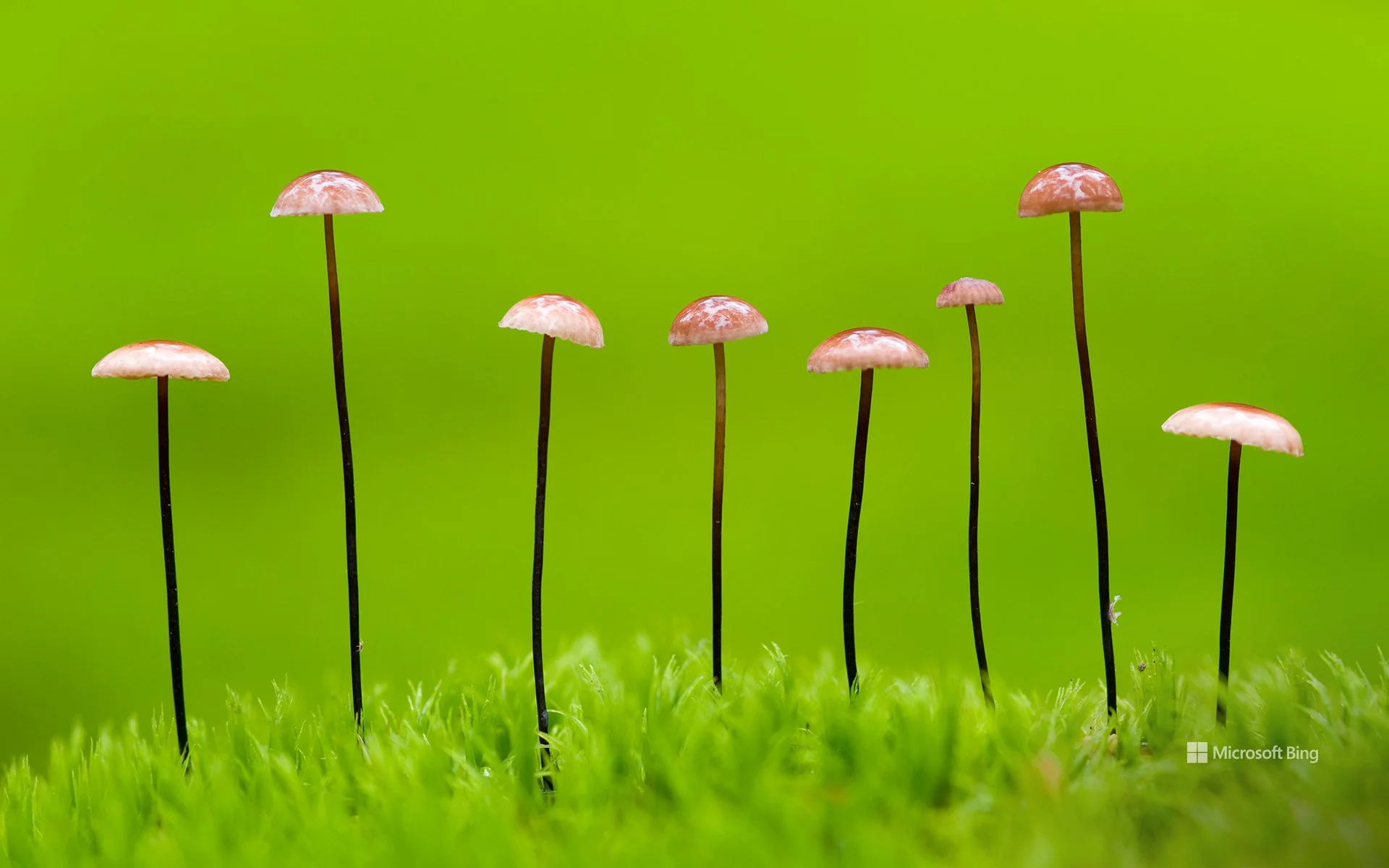 A row of delicate, slender pinhead mushrooms growing out of bright green moss against a smooth lime green background, representing organic brand growth at Mycelium Creations.