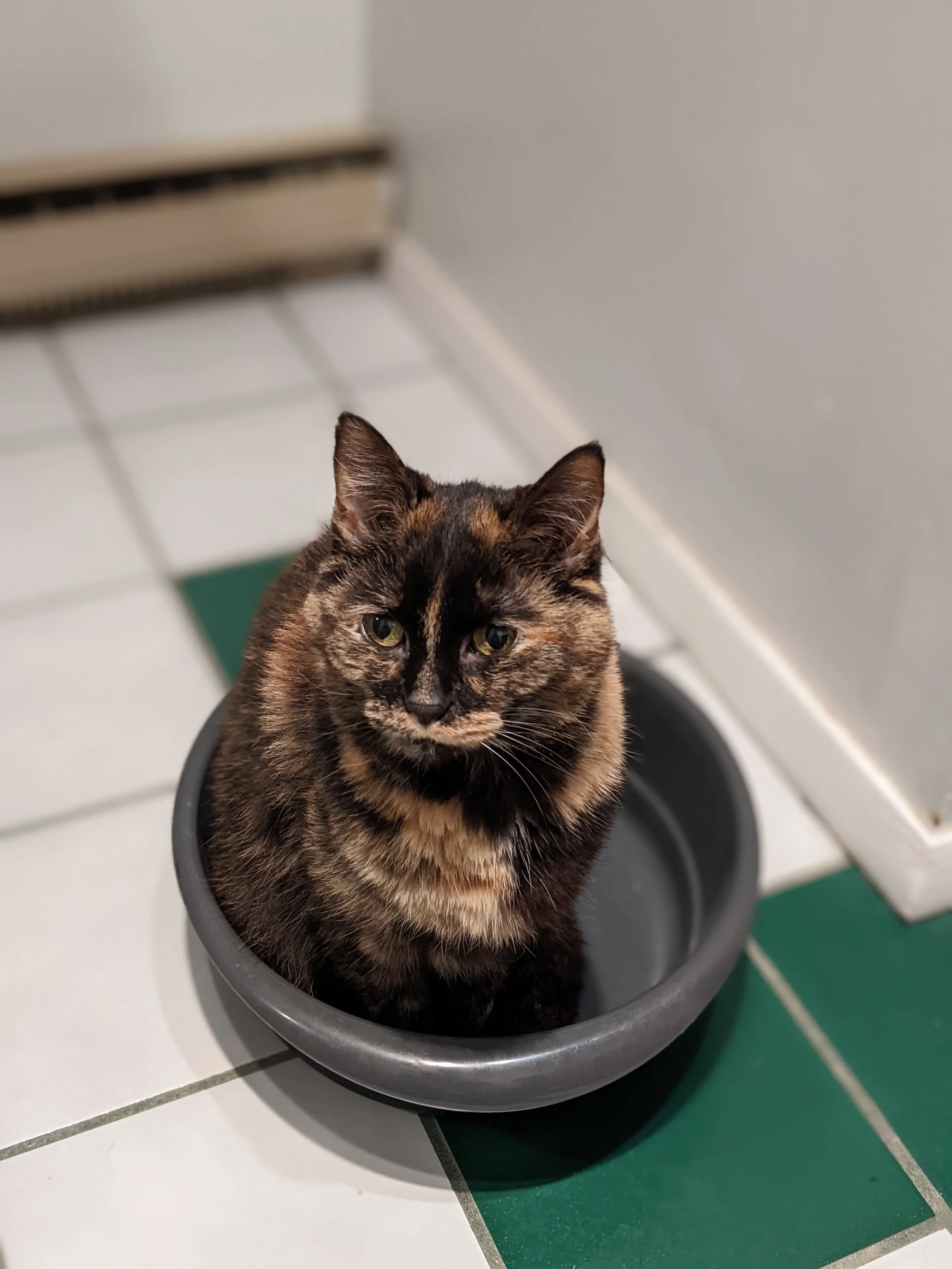 Tortoiseshell cat with dark mottled fur sitting inside a grey water bowl on a tiled floor