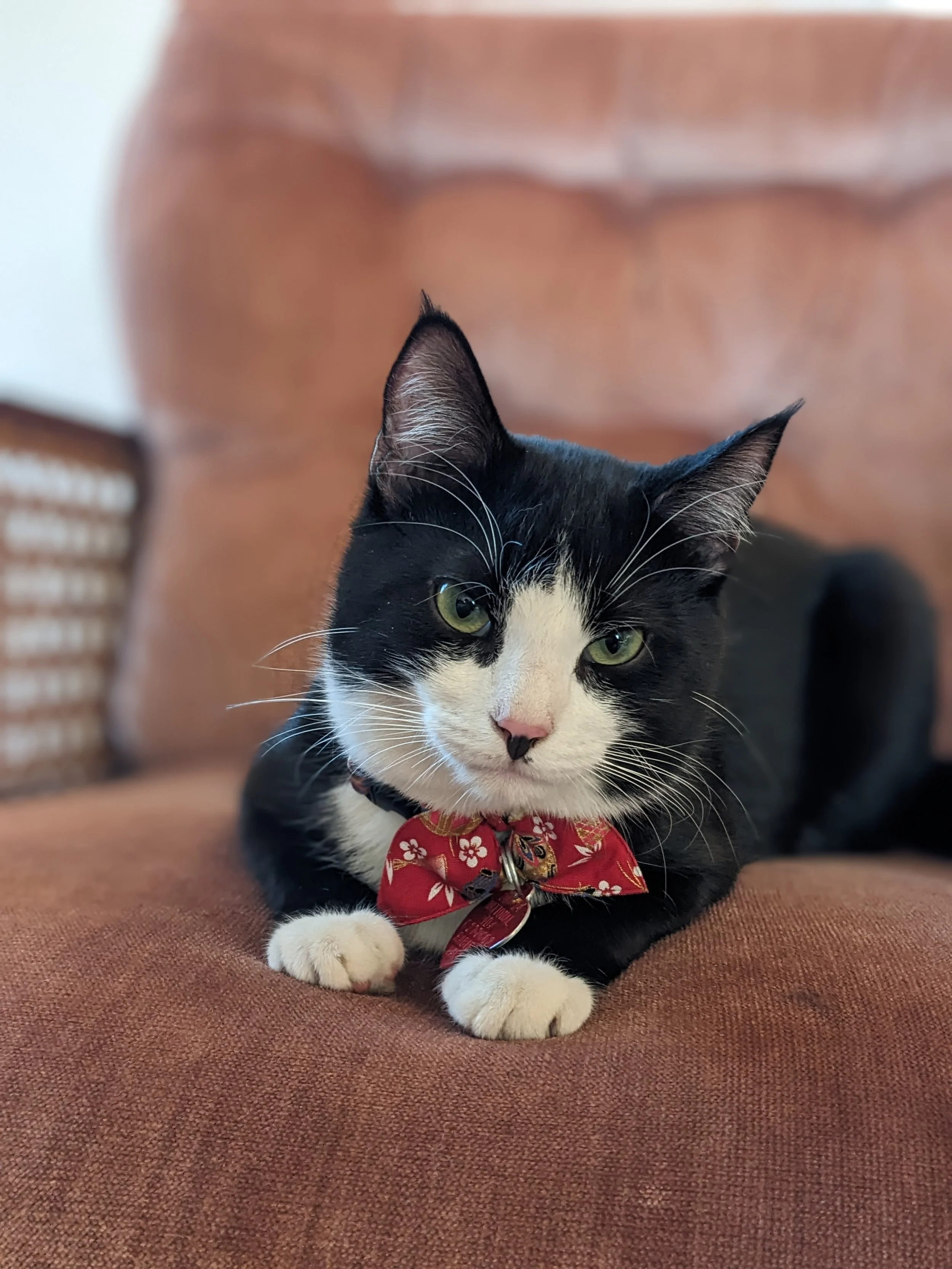 Sir Didymus, Director of Human Resources at Mycelium Creations, wearing a red bowtie on an armchair.