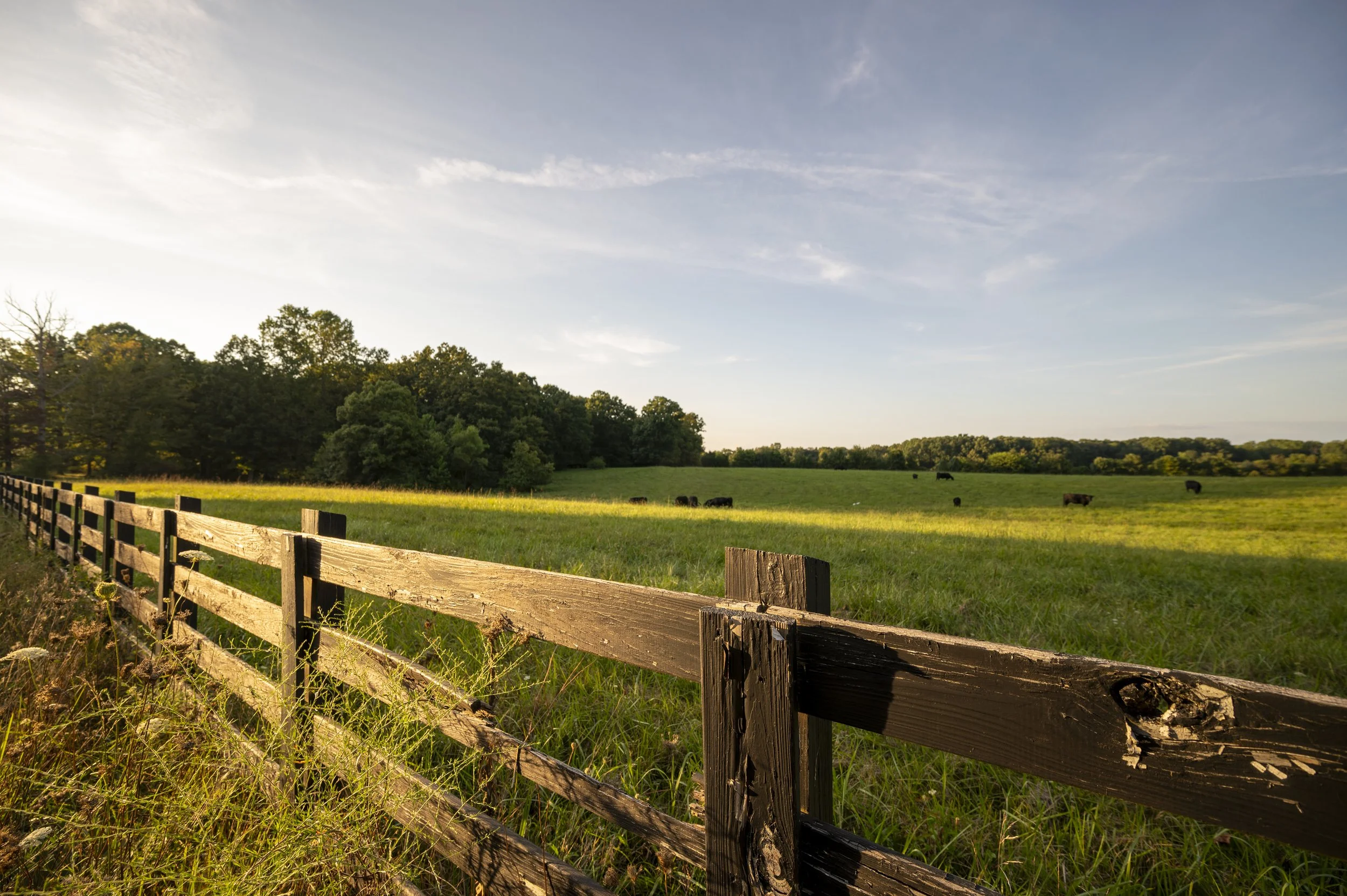 A rural landscape with a wooden fence in the foreground, a green grassy field with cattle in the distance, and a line of trees under a partly cloudy sky. 4000 Jumpoff Rd Sewanee, TN for sale