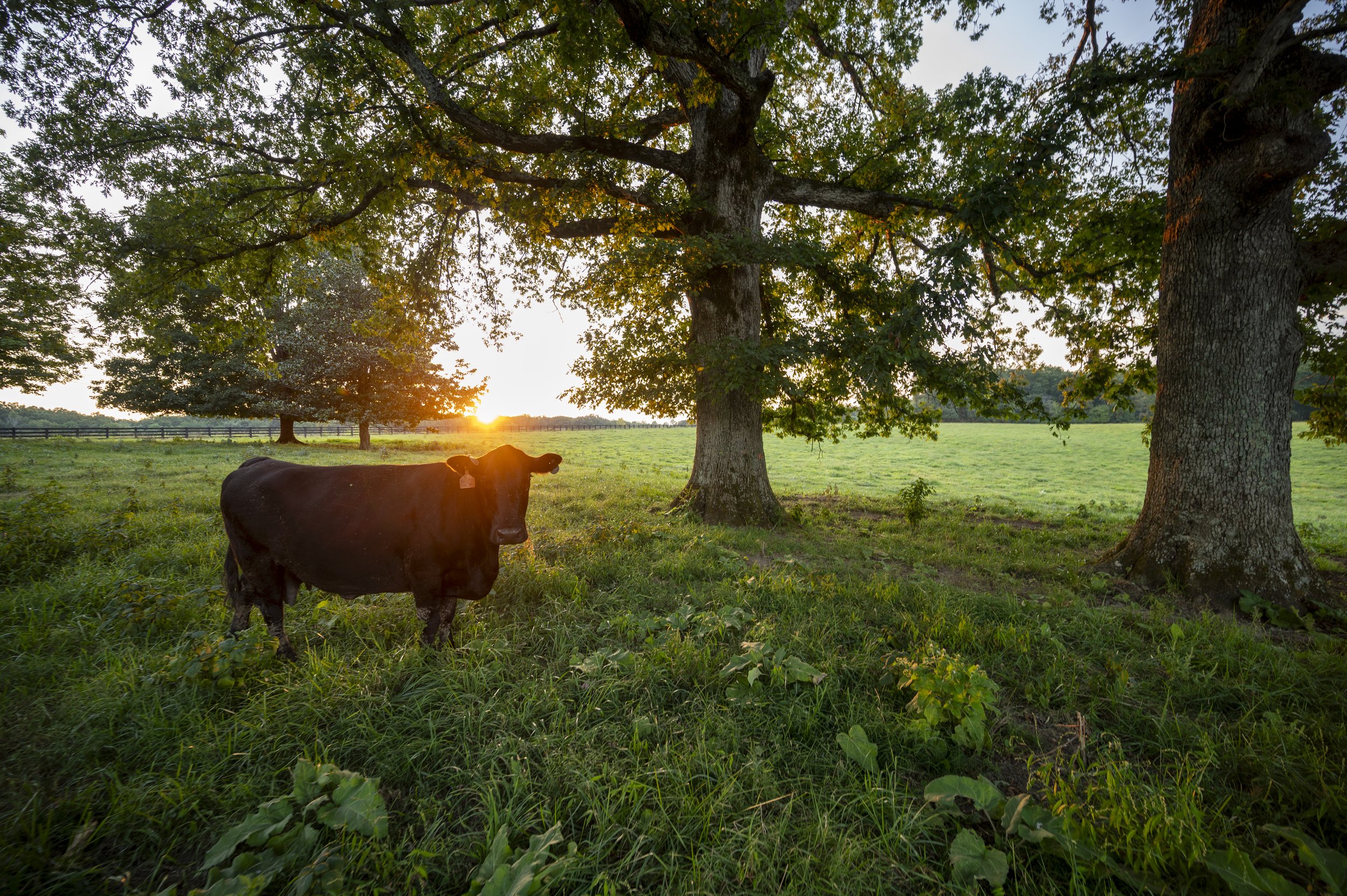 A black cow standing in a grassy field near two large trees at sunset, with a fence in the background. 4000 Jumpoff Rd Sewanee, TN for sale