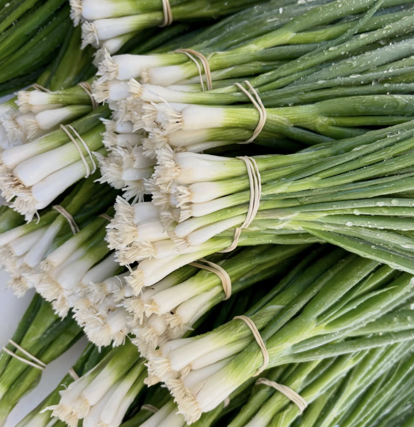 Bundles of fresh green onions with white bulbs and long green stalks, tied with rubber bands.