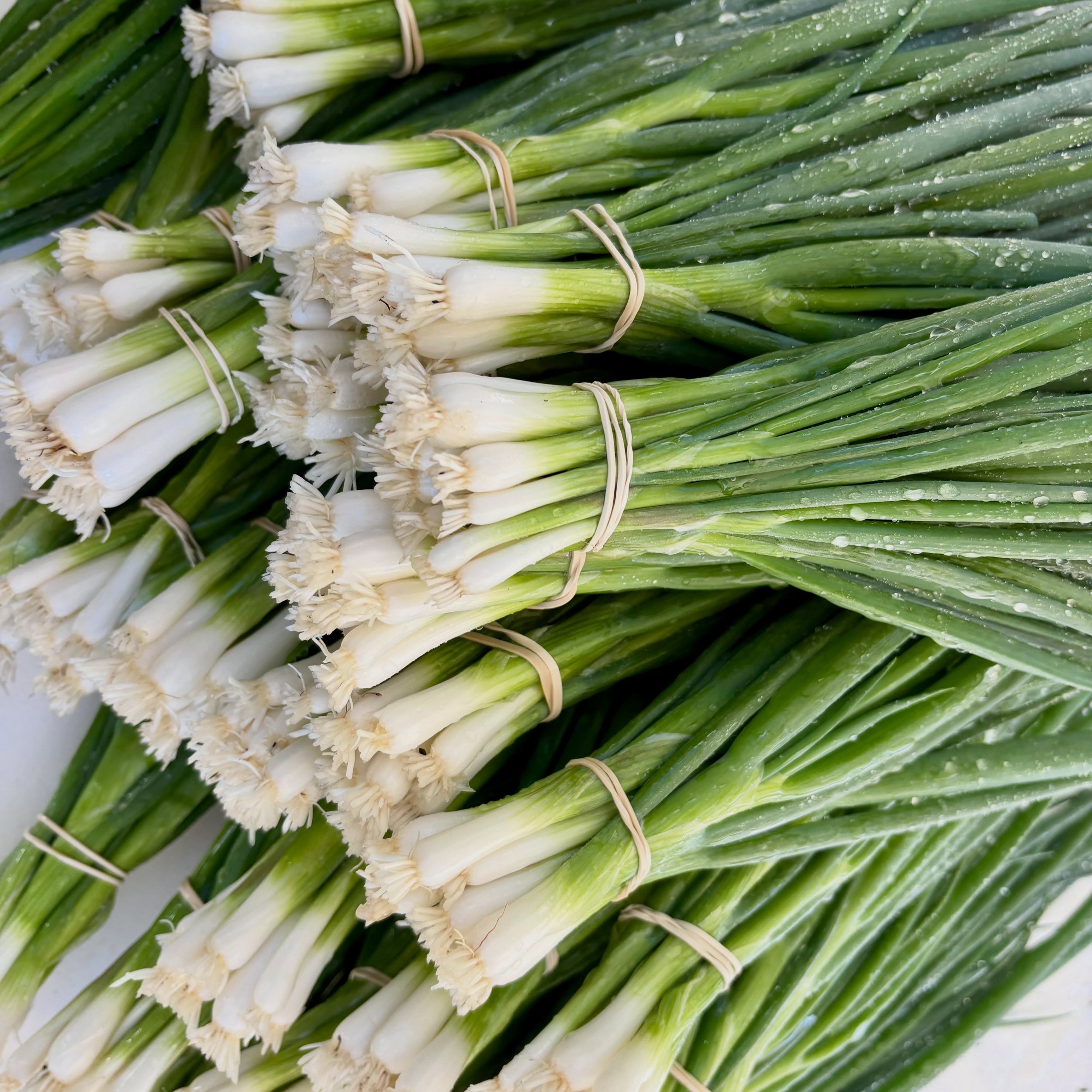 Fresh produce can travel hundreds of miles before it reaches your table. 

Ours travels 3 miles.

Our farm is just 3 miles from Oceana Food Co-op. Monday morning, we harvest, wash and pack our produce, load it into the van, and six minutes later, it&