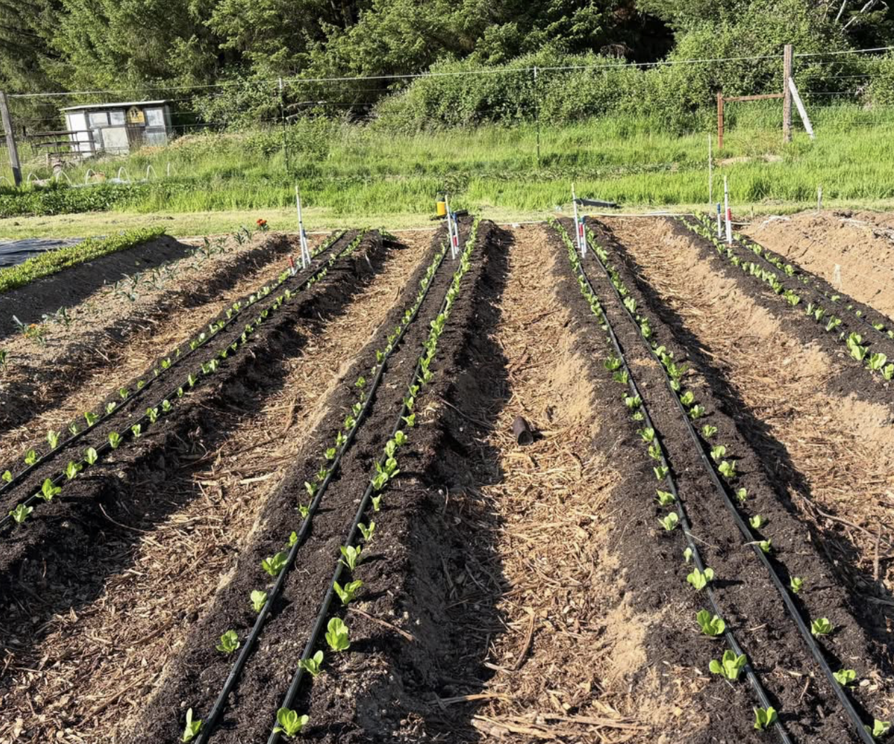 Rows of young plants growing in a garden with drip irrigation, surrounded by green grass and trees.
