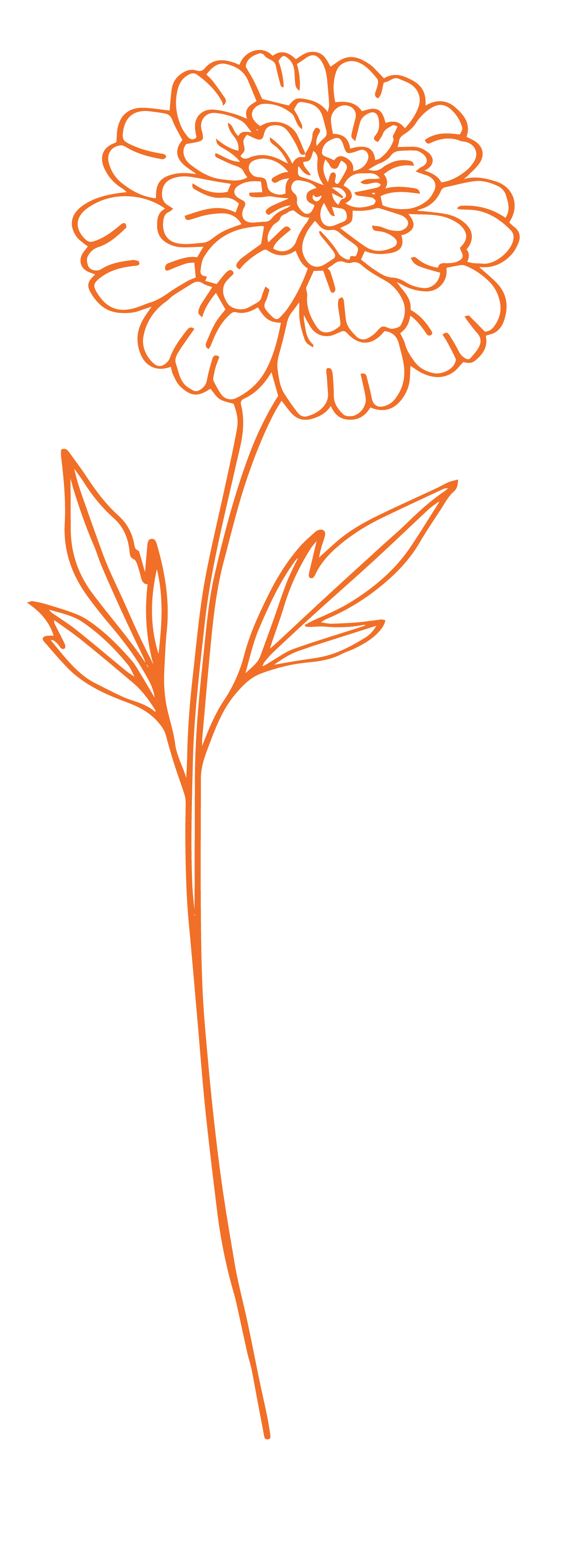 Outline drawing of a carnation flower with leaves on a black background.
