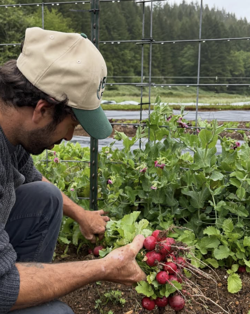 A man harvesting radishes from a vegetable garden in an outdoor farm setting, with green plants and a trellis in the background.