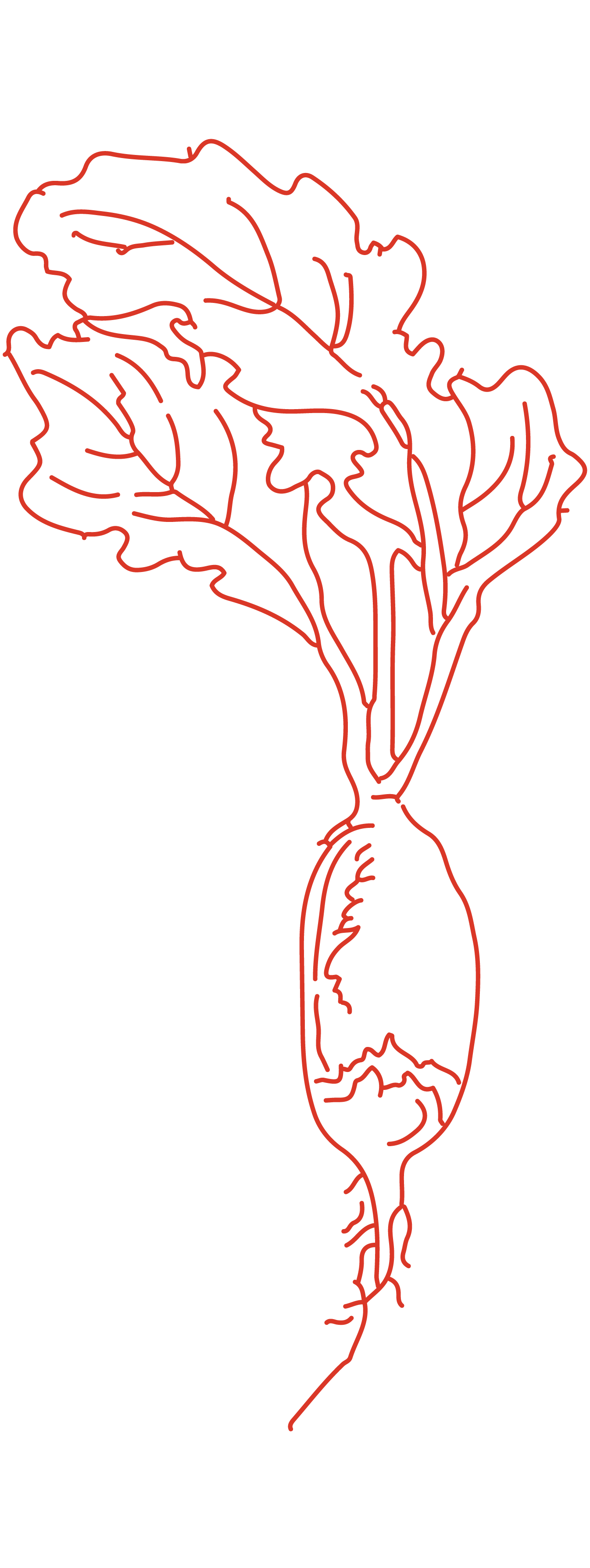 A neon red outline of a beet on a black background.