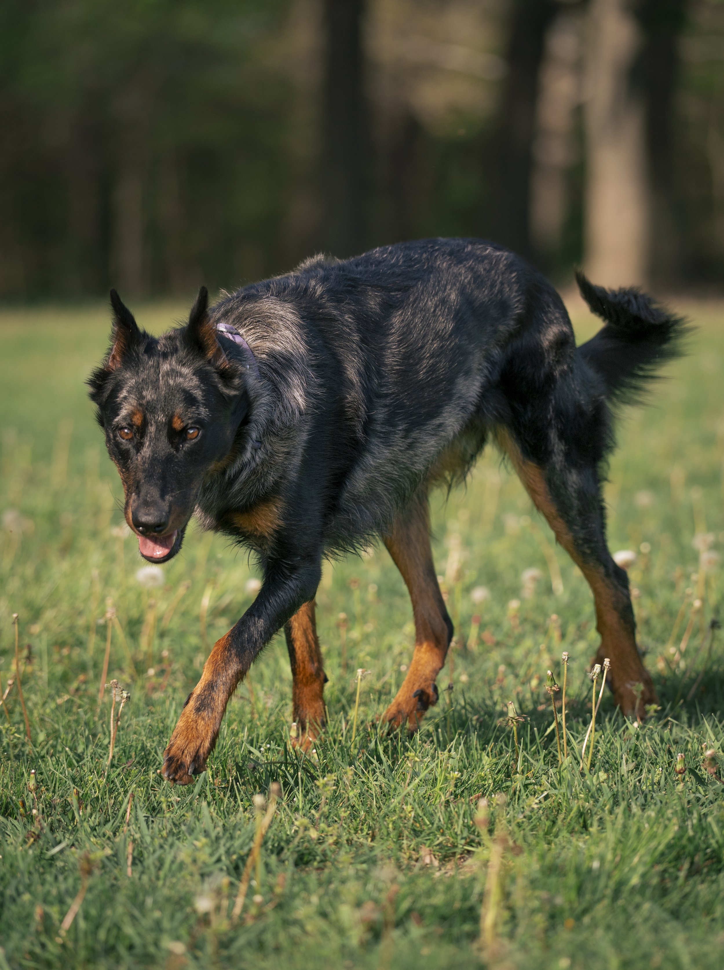 A black and tan Australian Shepherd dog playing on a grassy field with blurred trees in the background.