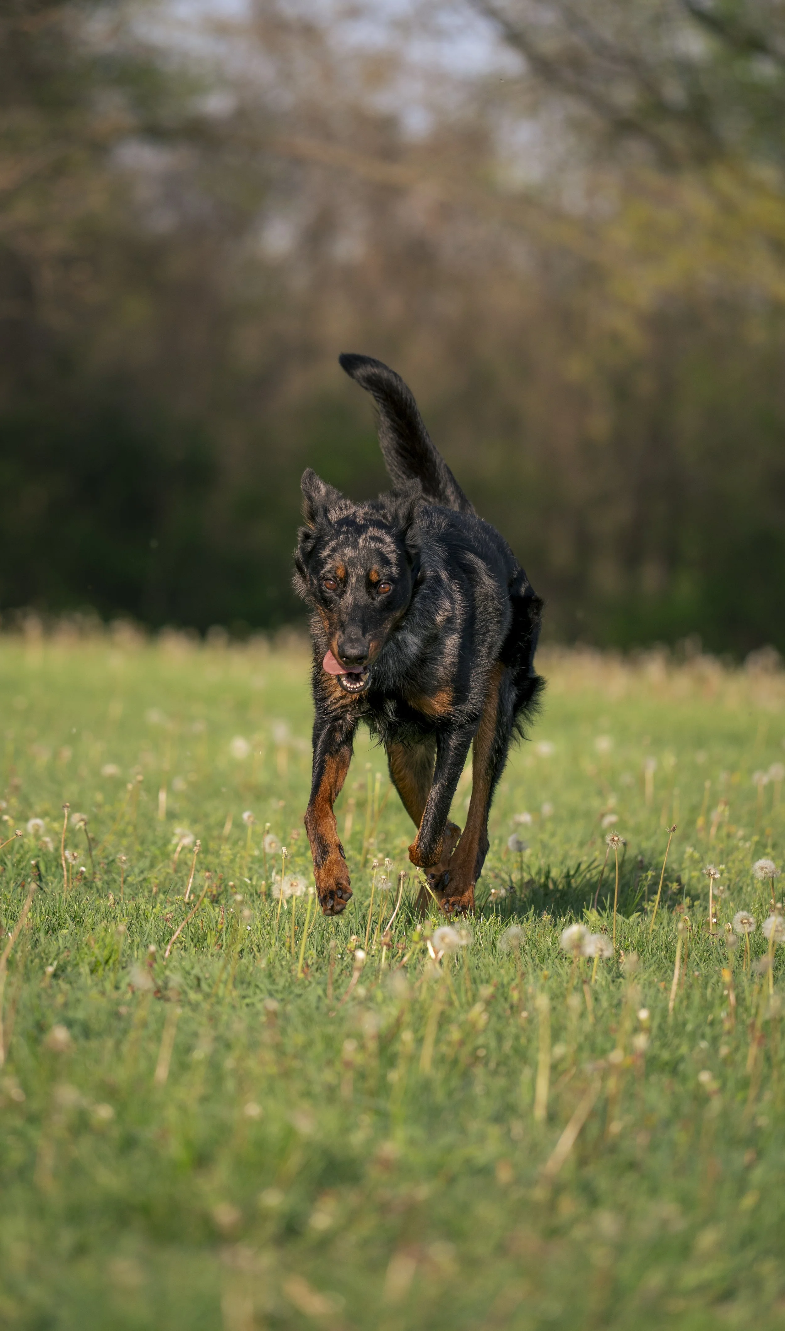 Black and tan dog running through a grassy field with dandelions, with trees and a cloudy sky in the background.