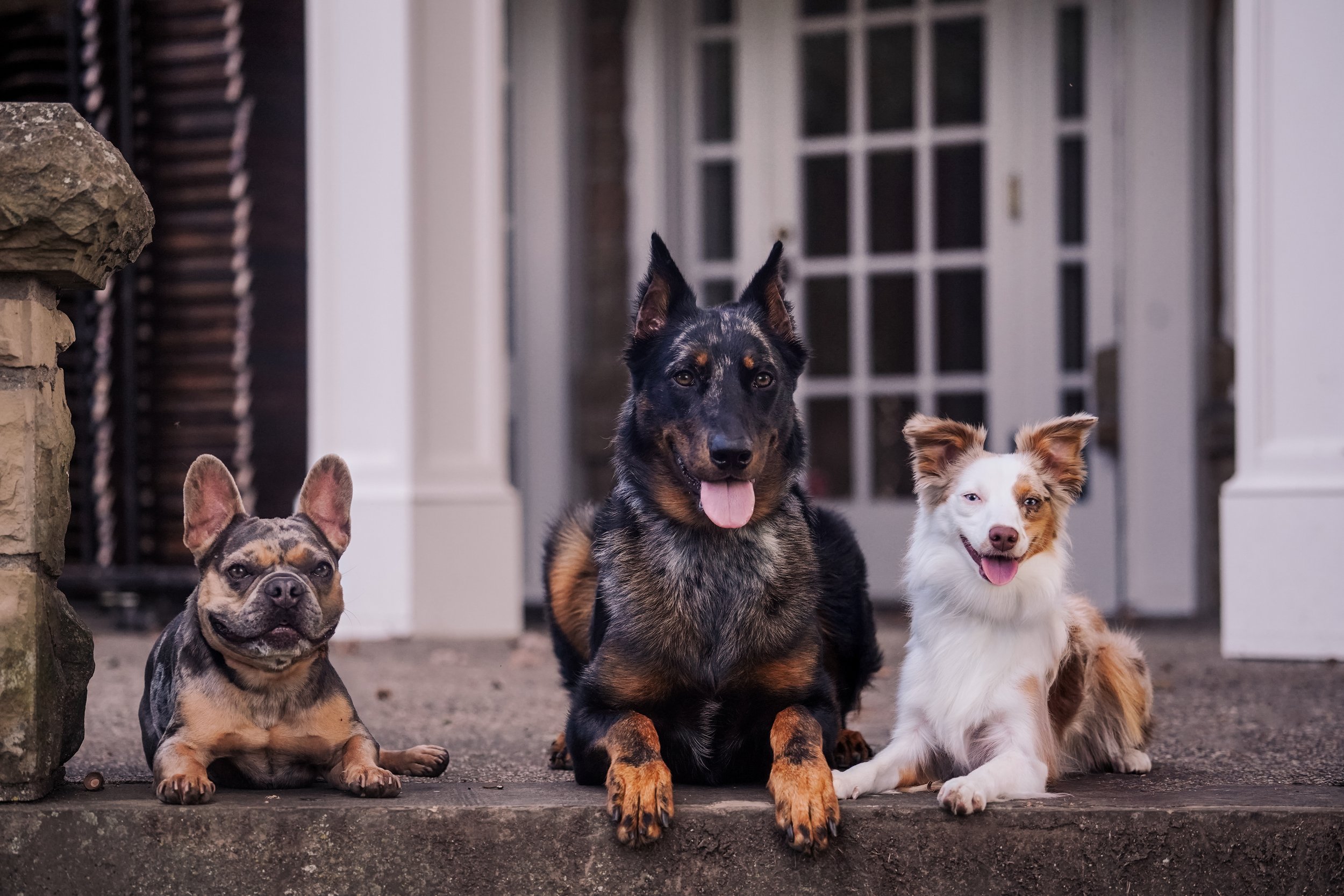 Four dogs sitting on a porch in front of a door and stone wall.