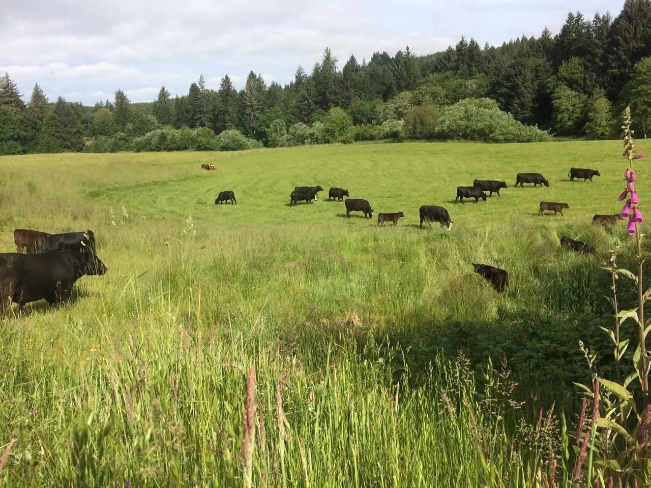 Cattle grazing in a green pasture with trees in the background and tall grass in the foreground.