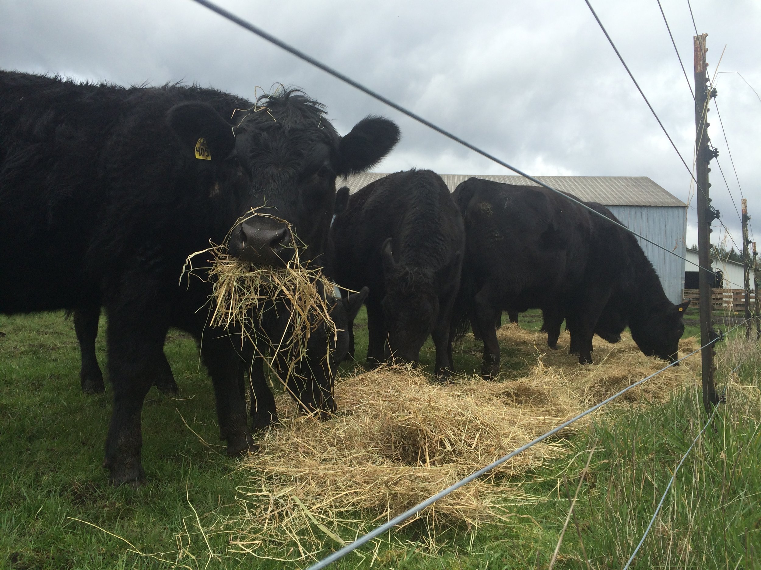 Black cows eating hay in a grassy area, with a barn and power lines in the background, under cloudy sky.