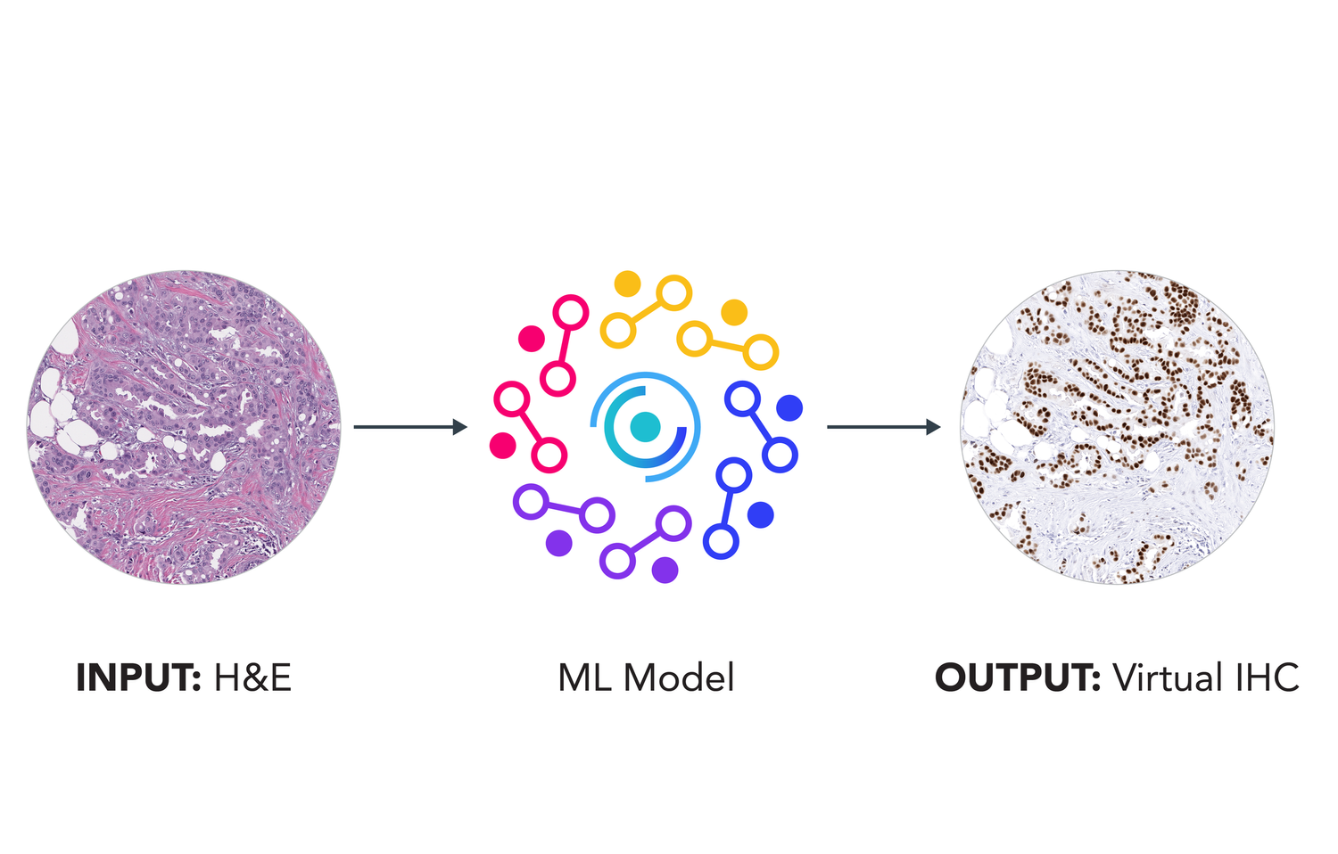 Inference: H&E input, ML model, virtual IHC output