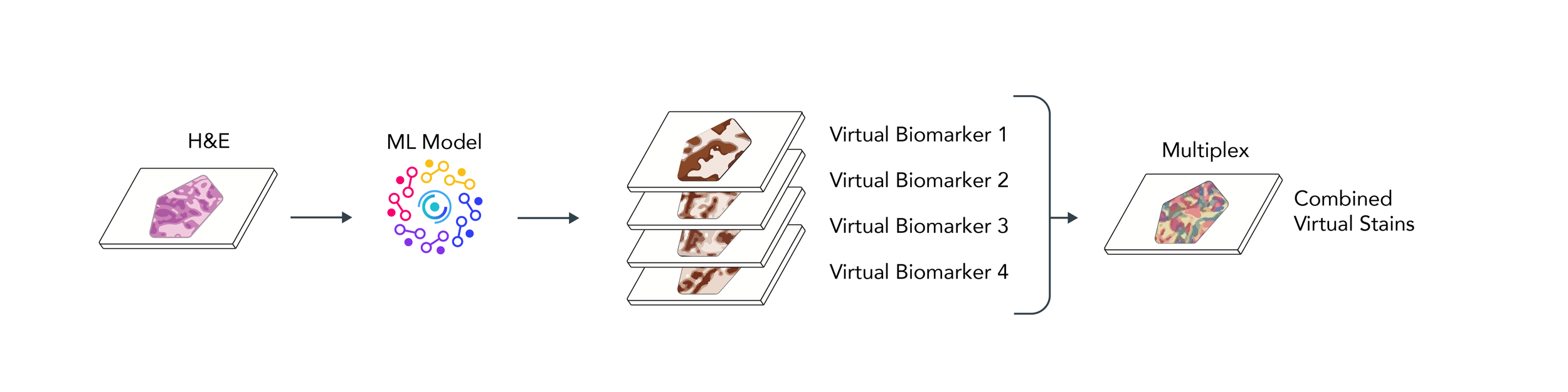 Virtual: One slide, multiple biomarkers, in minutes