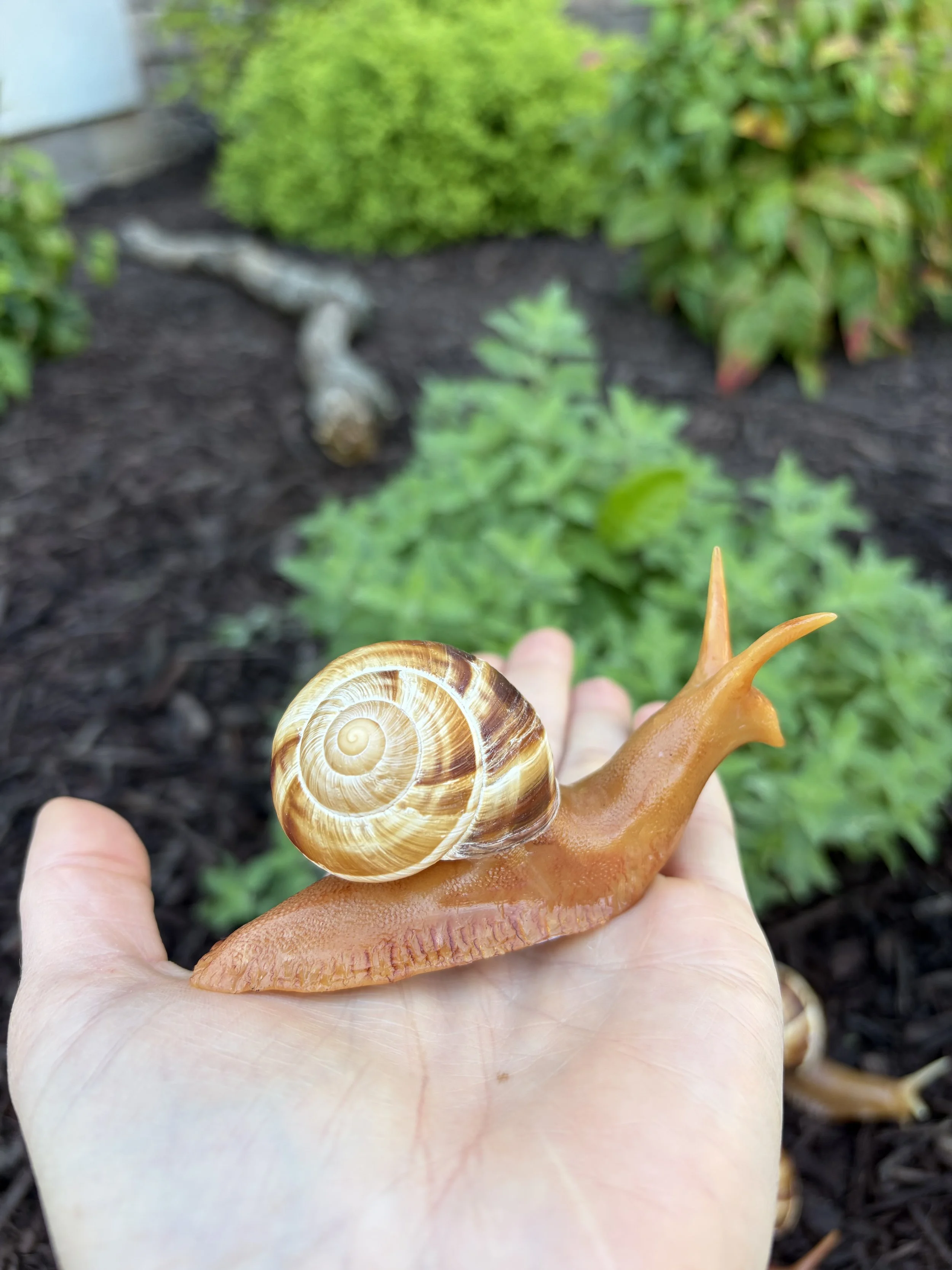 Snails with Butts - Adoption