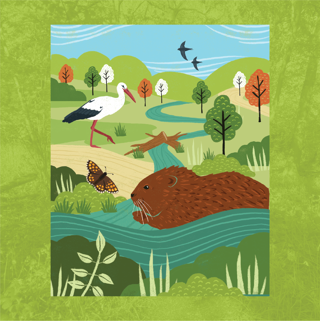 Blean biopark beaver illustration