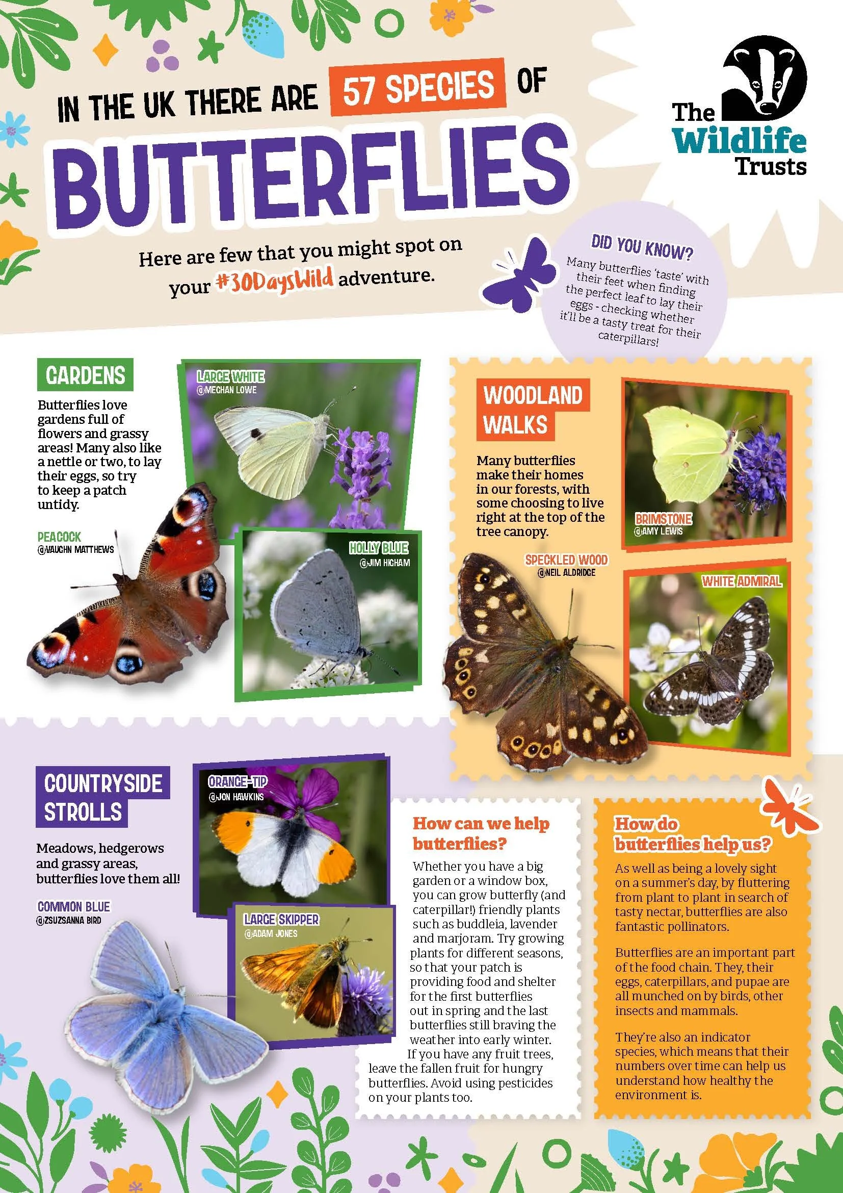 30DW Butterfly Poster A4_Page_1.jpg
