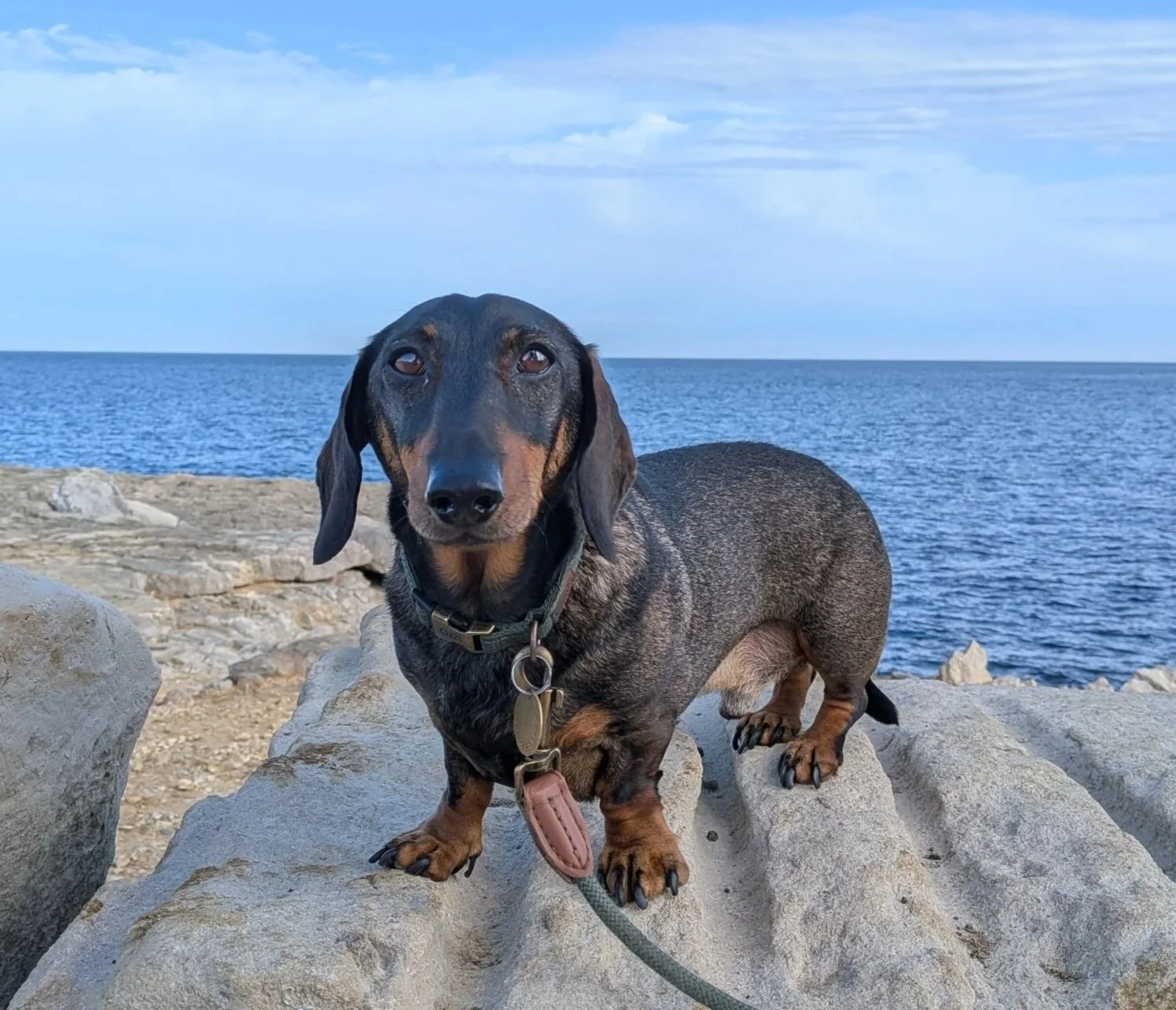 A dachshund standing on rocks near a body of water with a blue sky and clouds in the background.