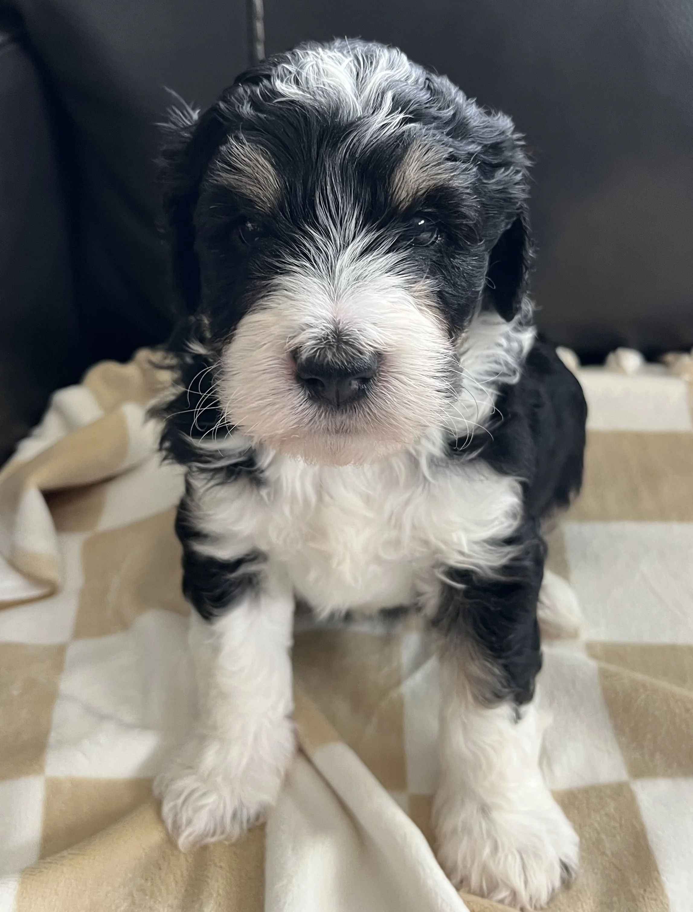 Tux