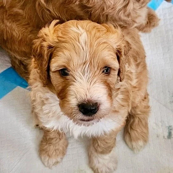 Tucker