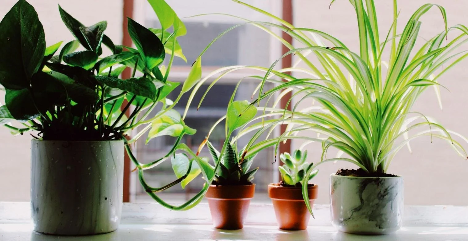 Plant Care
