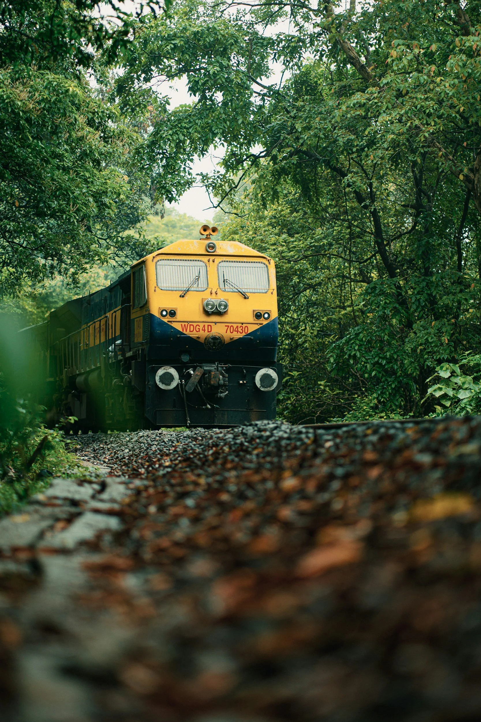 Passenger train traveling through a forested landscape in India