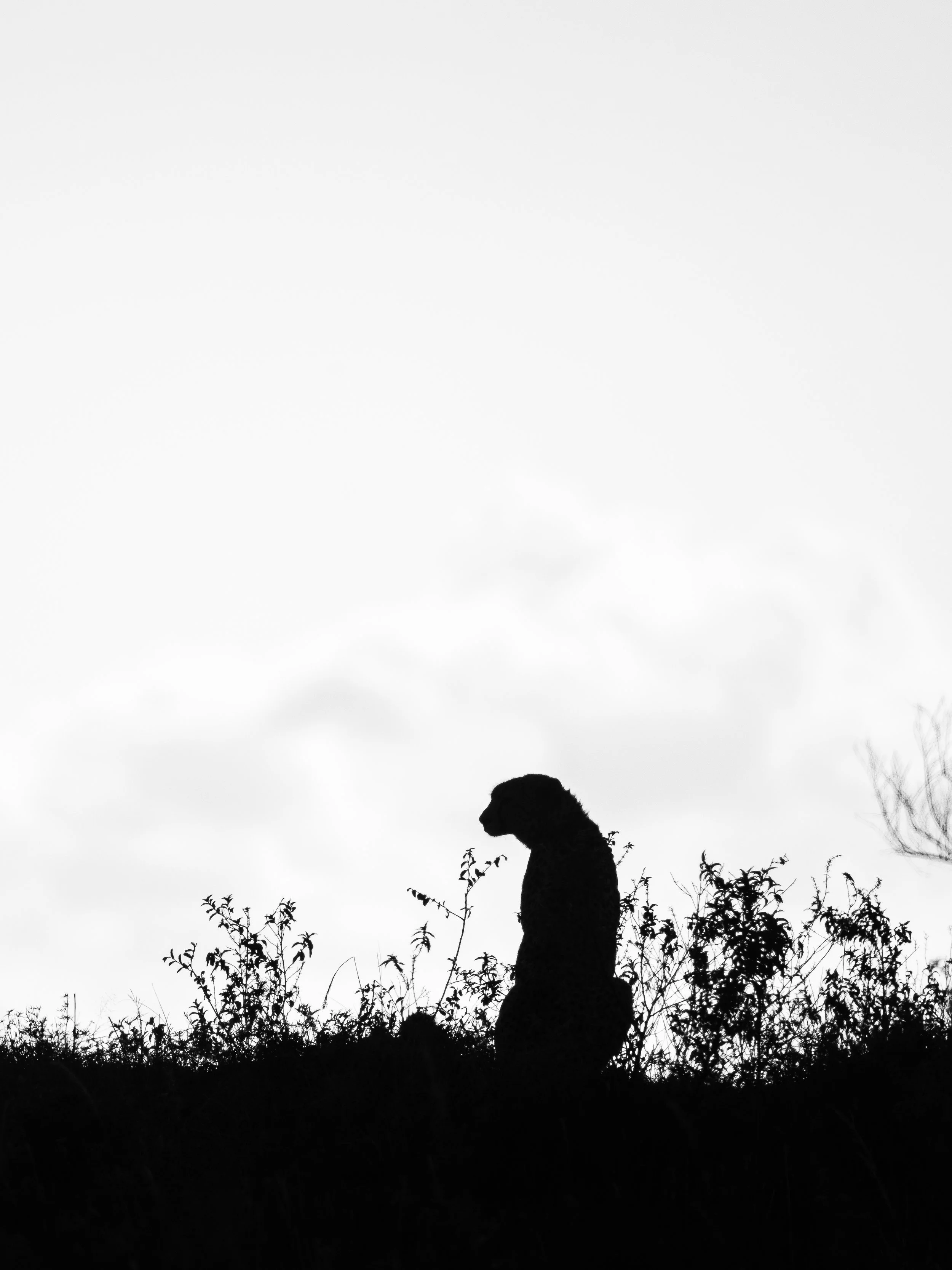 0P8A0976.jpg