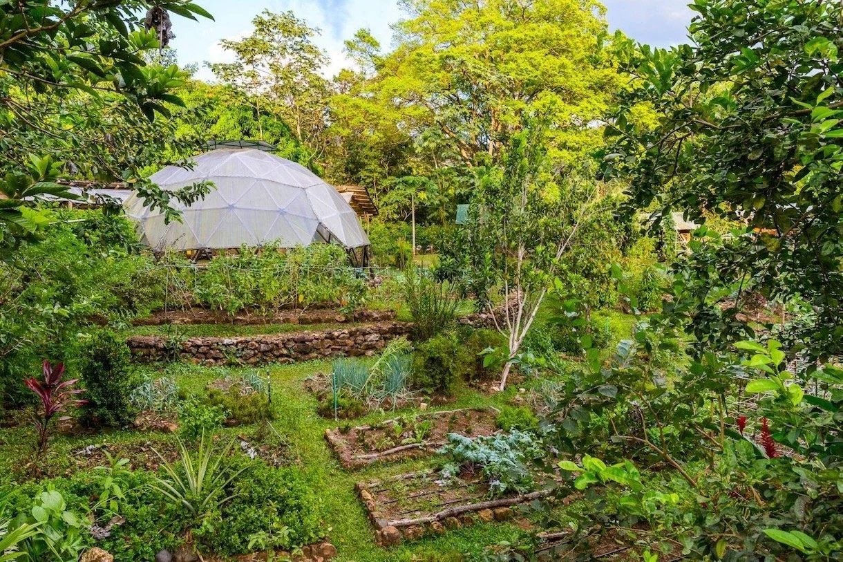Growing a Different Future: Why Our Food Forests Matter