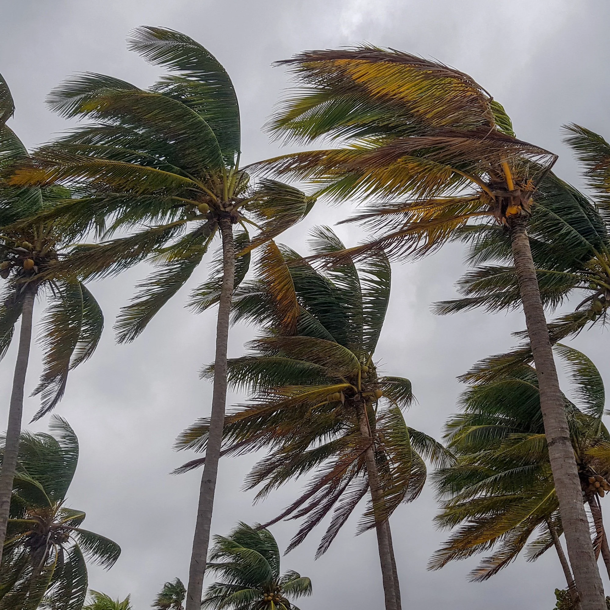 Several tall palm trees with green and brown fronds swaying in the wind under an overcast sky.