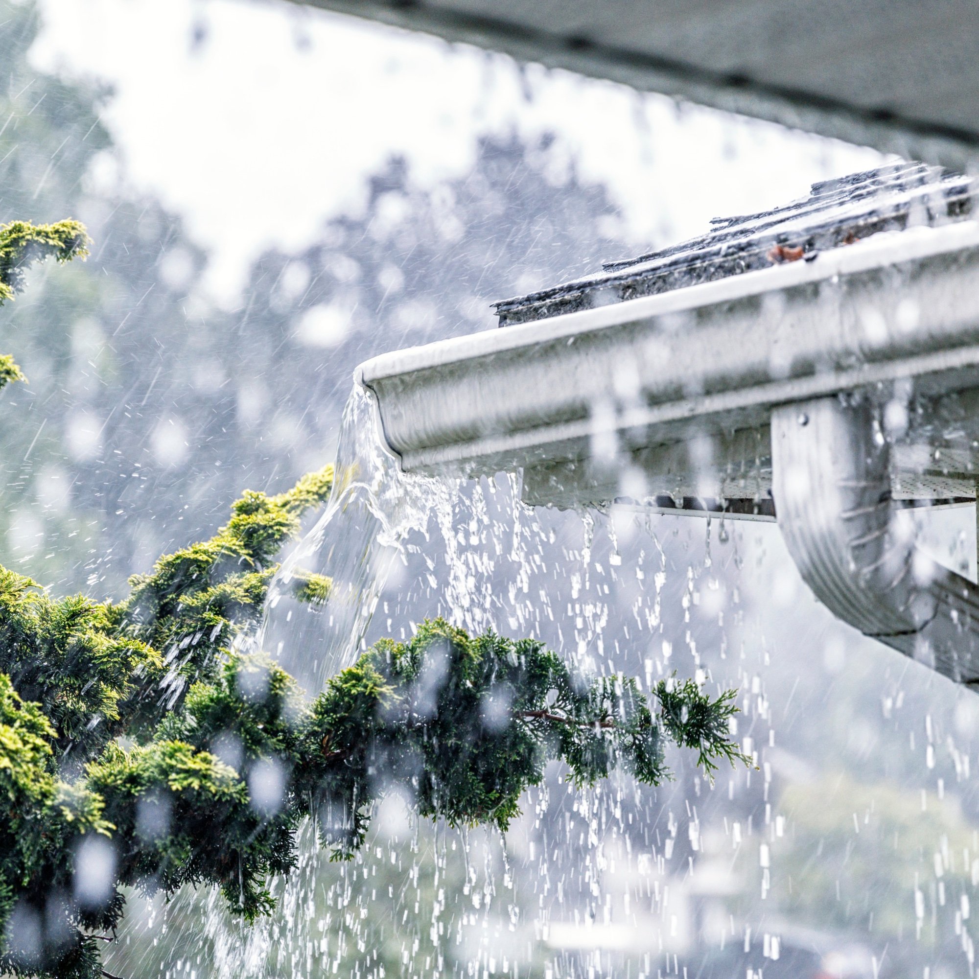 Close-up of rainwater dripping from a metal gutter with green moss or plants growing underneath during daytime.