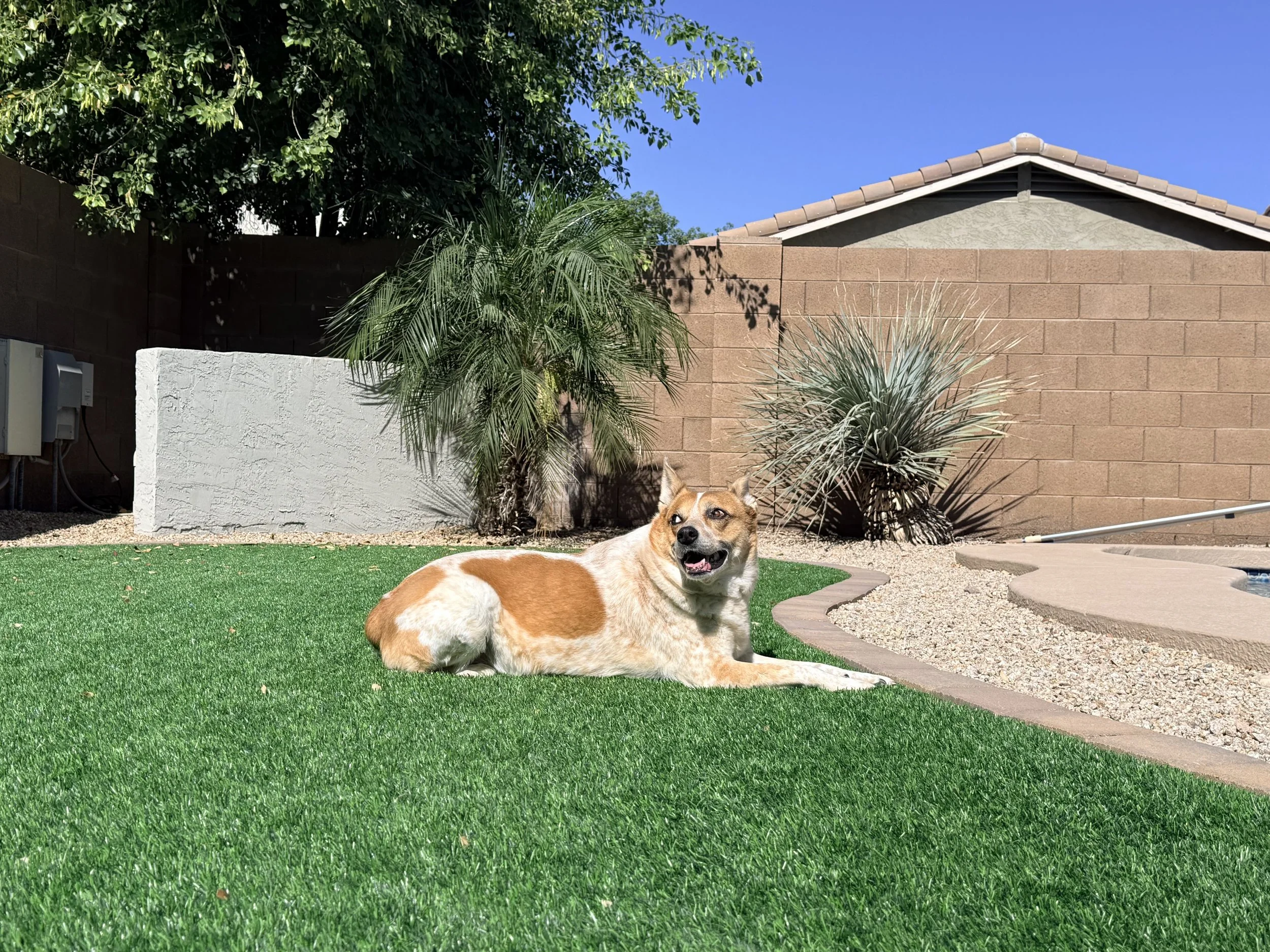 Phoebe relaxing on the artificial turf in our sunny Arizona backyard.
