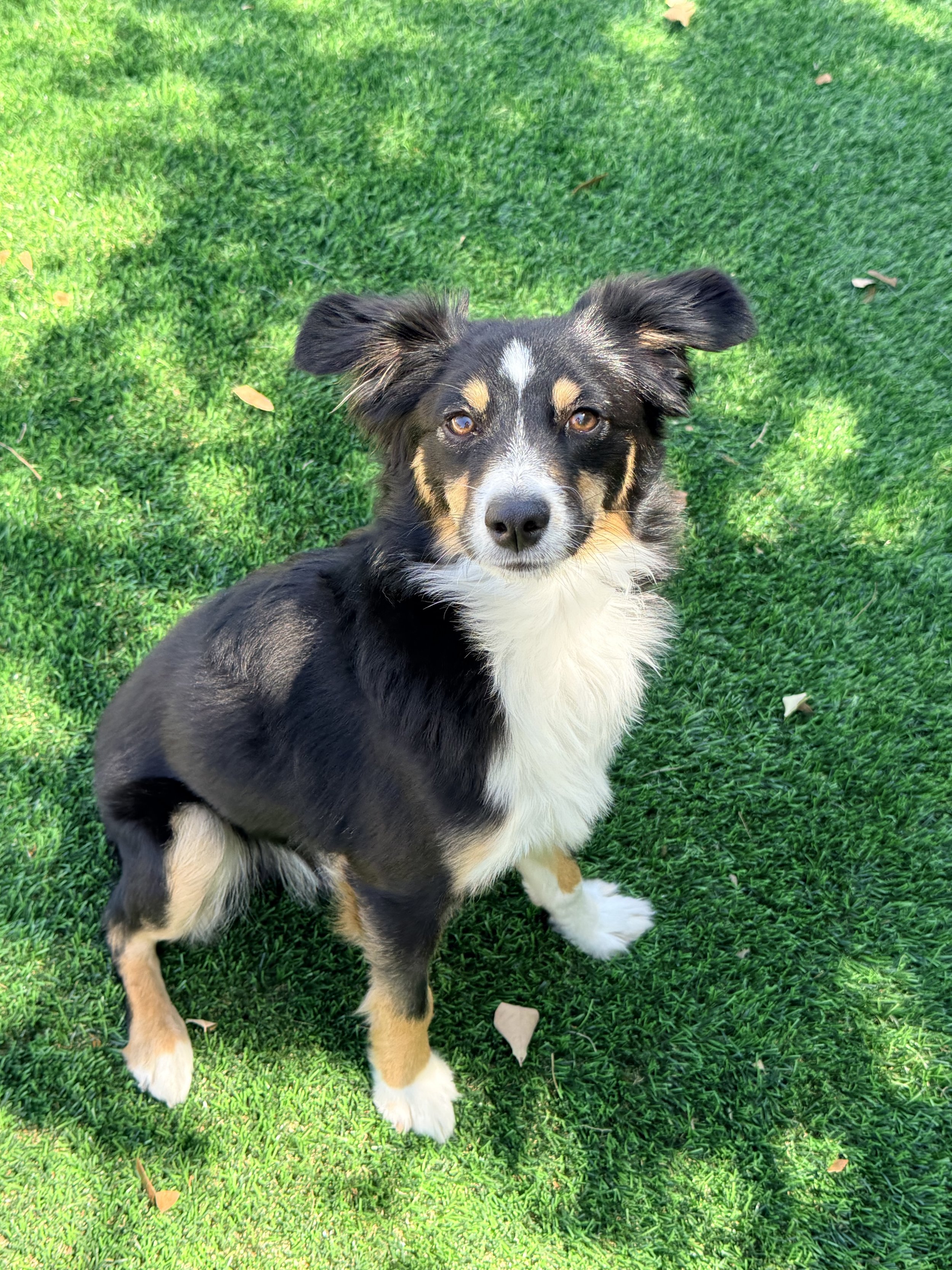 Picture of Timmy, a tri-colored, small Australian Shepherd mix, our "Assistant Turf Tester", ready to play on the artificial turf.