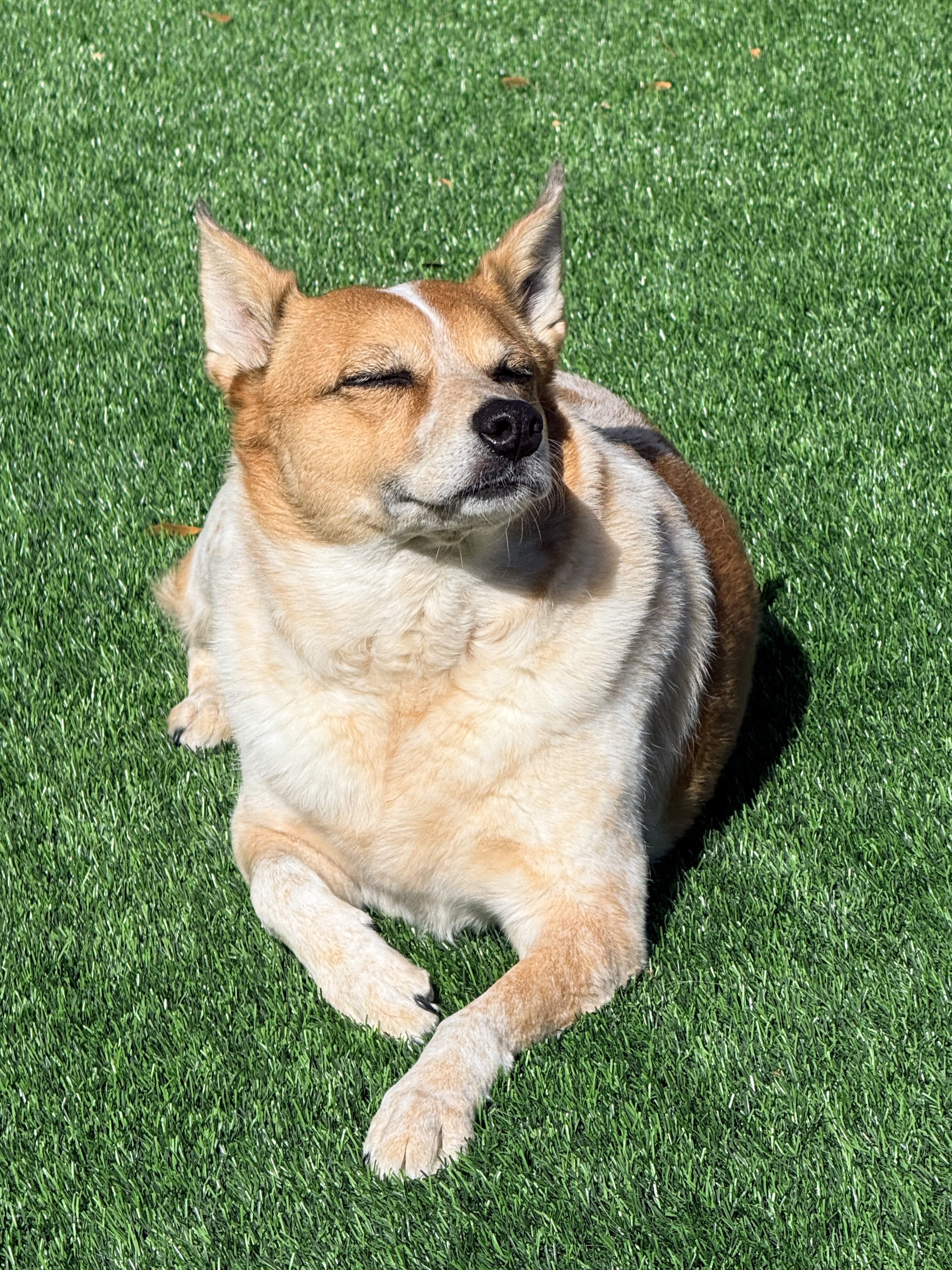 Picture of Phoebe, a red and white Corgi-Heeler mix, our "Chief Turf Tester" relaxing in the sunshine on the artificial turf.