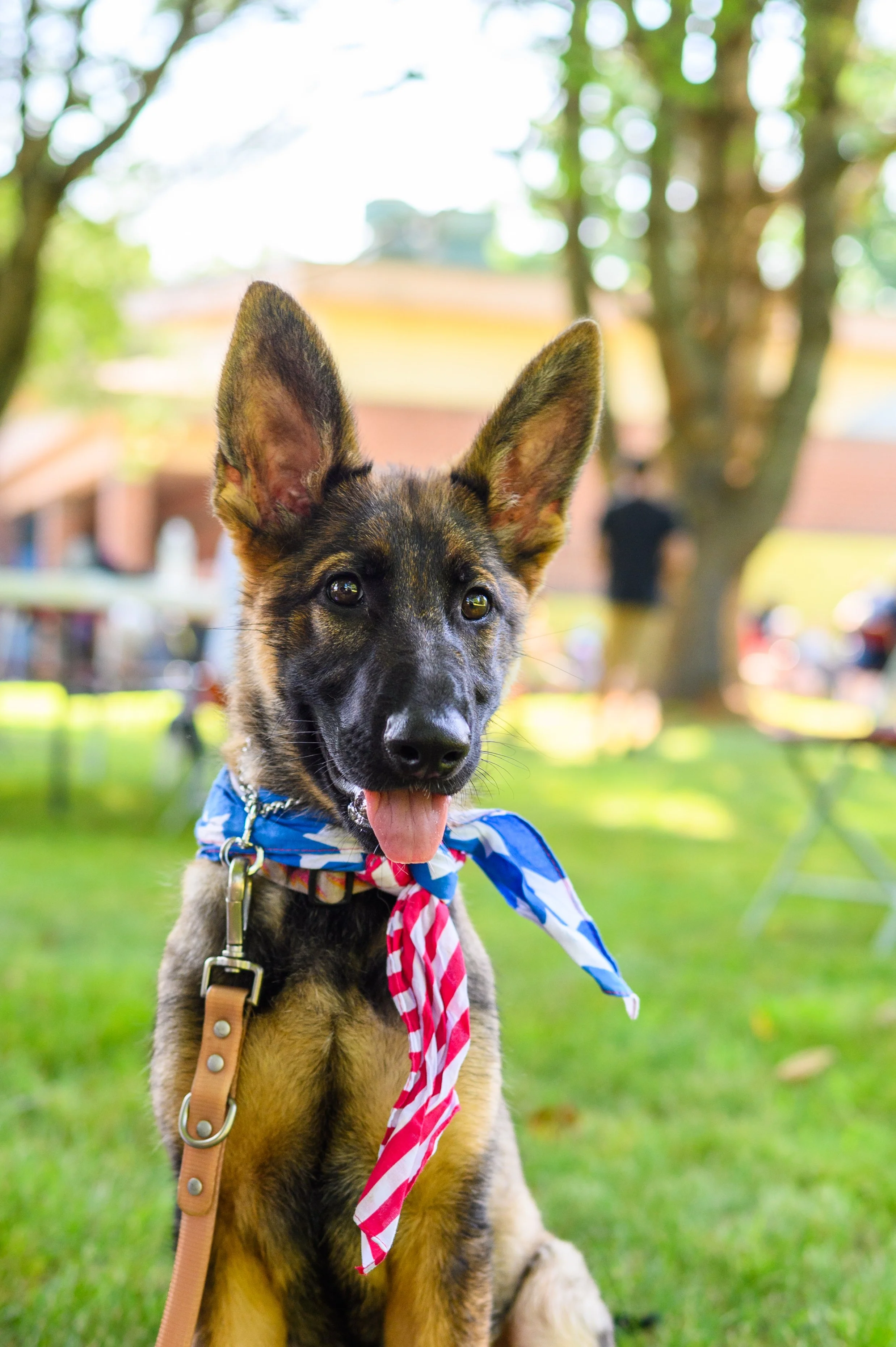 A German Shepherd puppy wearing a red, white, and blue bandana around its neck, sitting outdoors on green grass with trees and a blurred background.