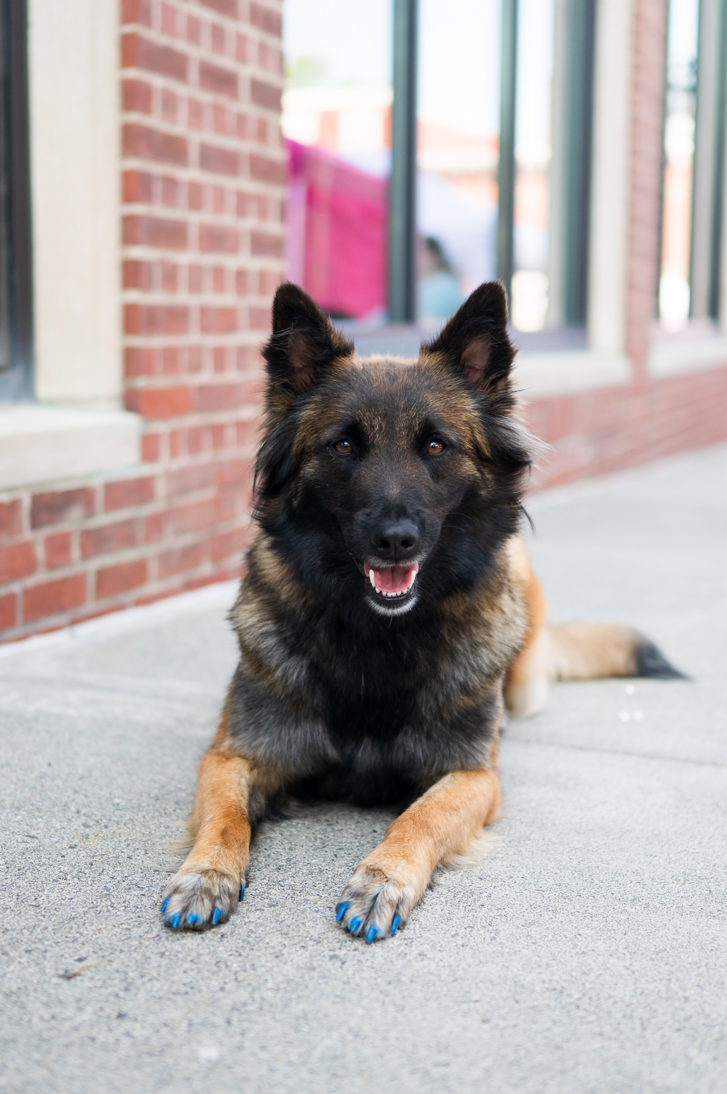 A happy German Shepherd dog lying on a concrete sidewalk in front of a brick building with a window and a person visible in the background.