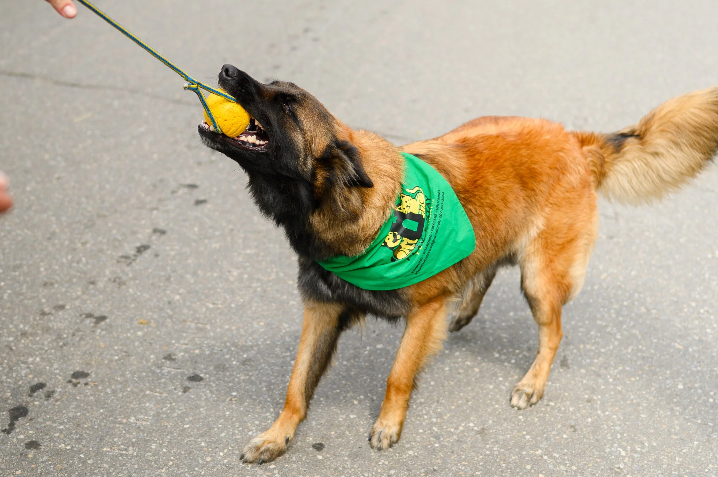 A Belgian Malinois dog wearing a green bandana playing with a yellow tennis ball attached to a string held by a person, on a paved surface.