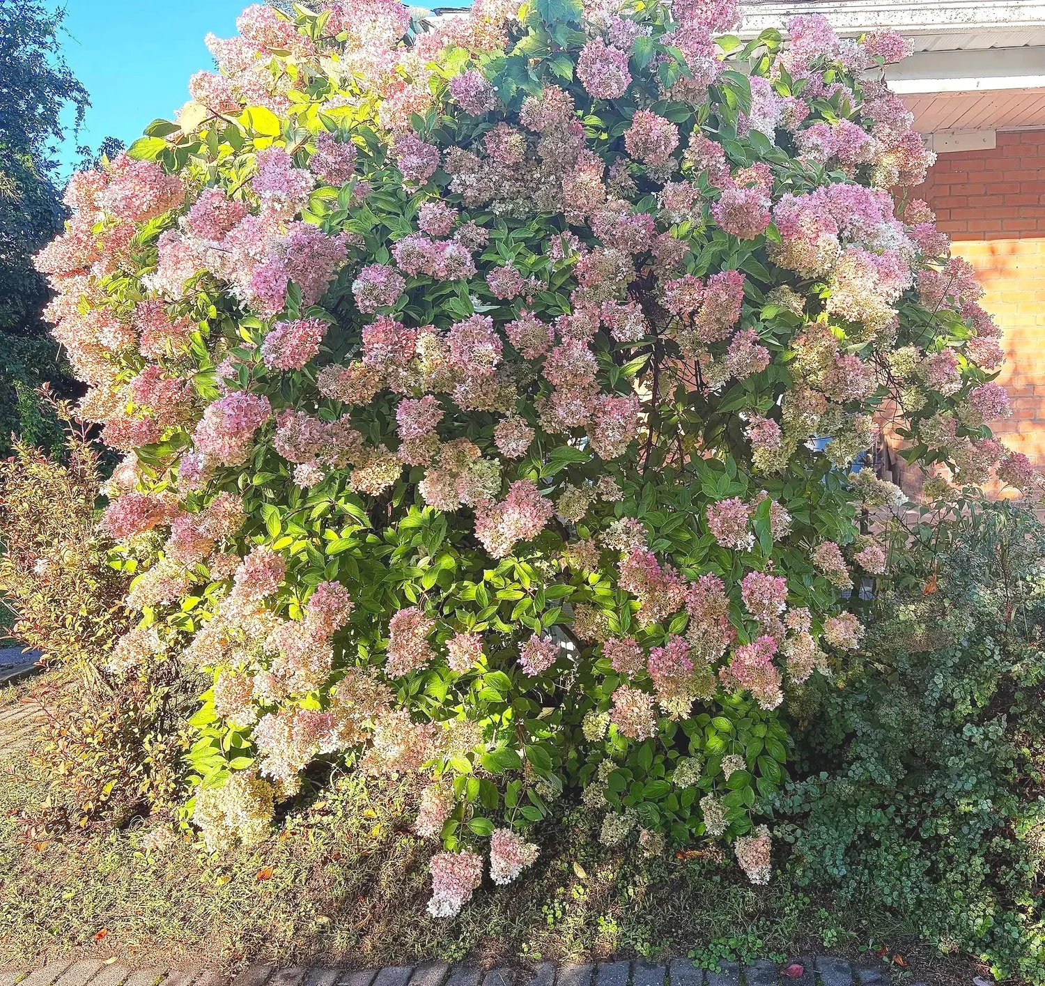 Pink and cream hydrangea blooms in the garden at Riverway Therapy